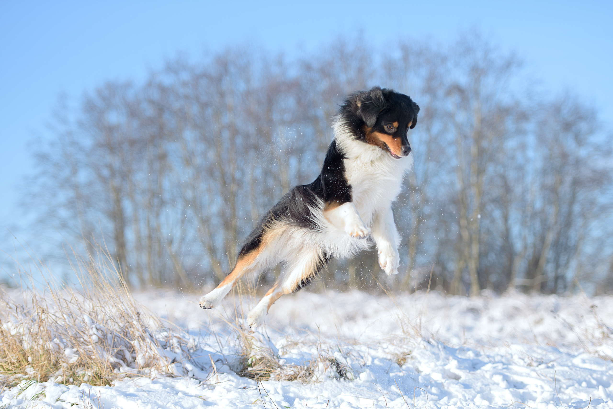 Фотограф анималист в Санкт-Петербурге Ирина Ковалева