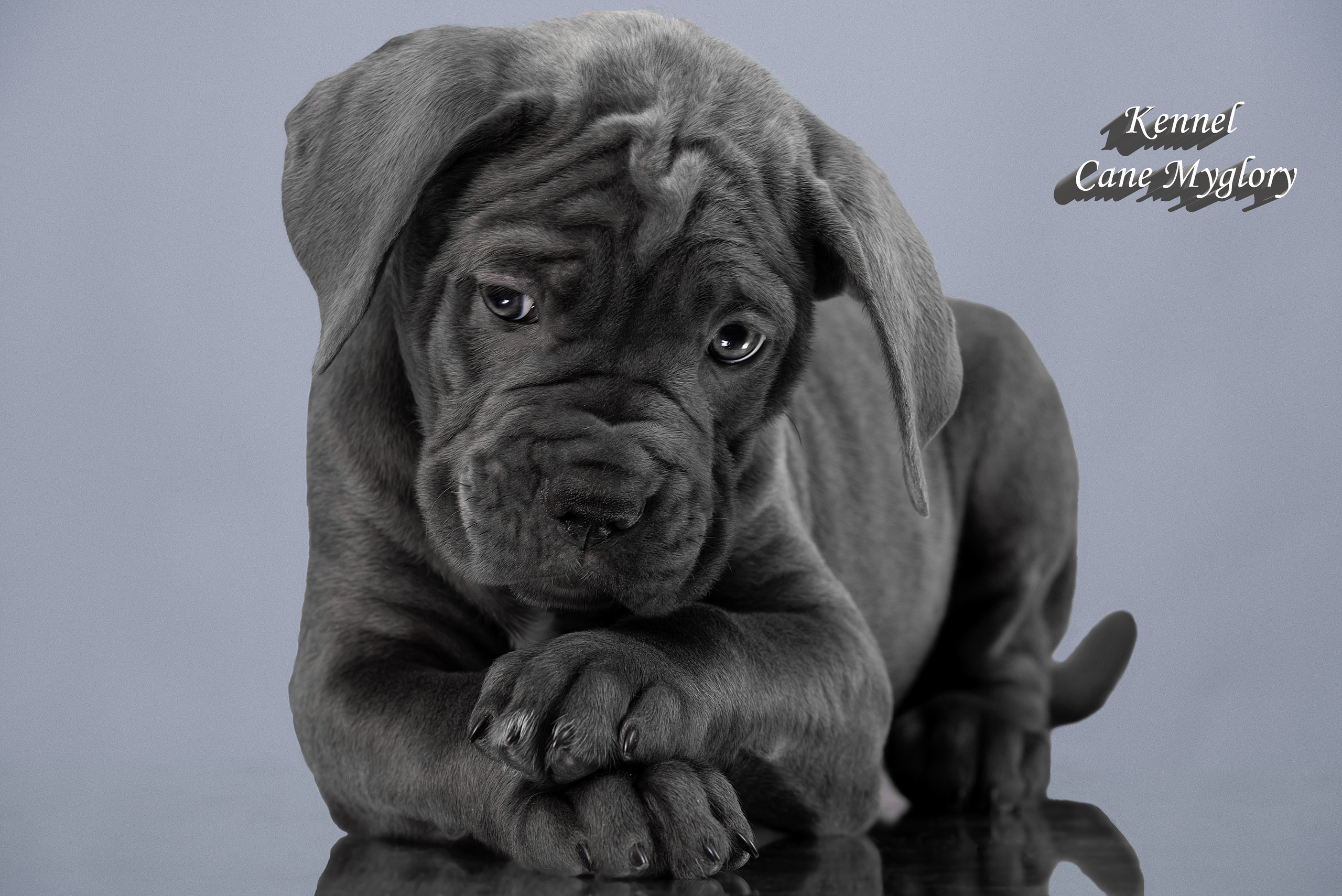 Фотограф анималист в Санкт-Петербурге Ирина Ковалева