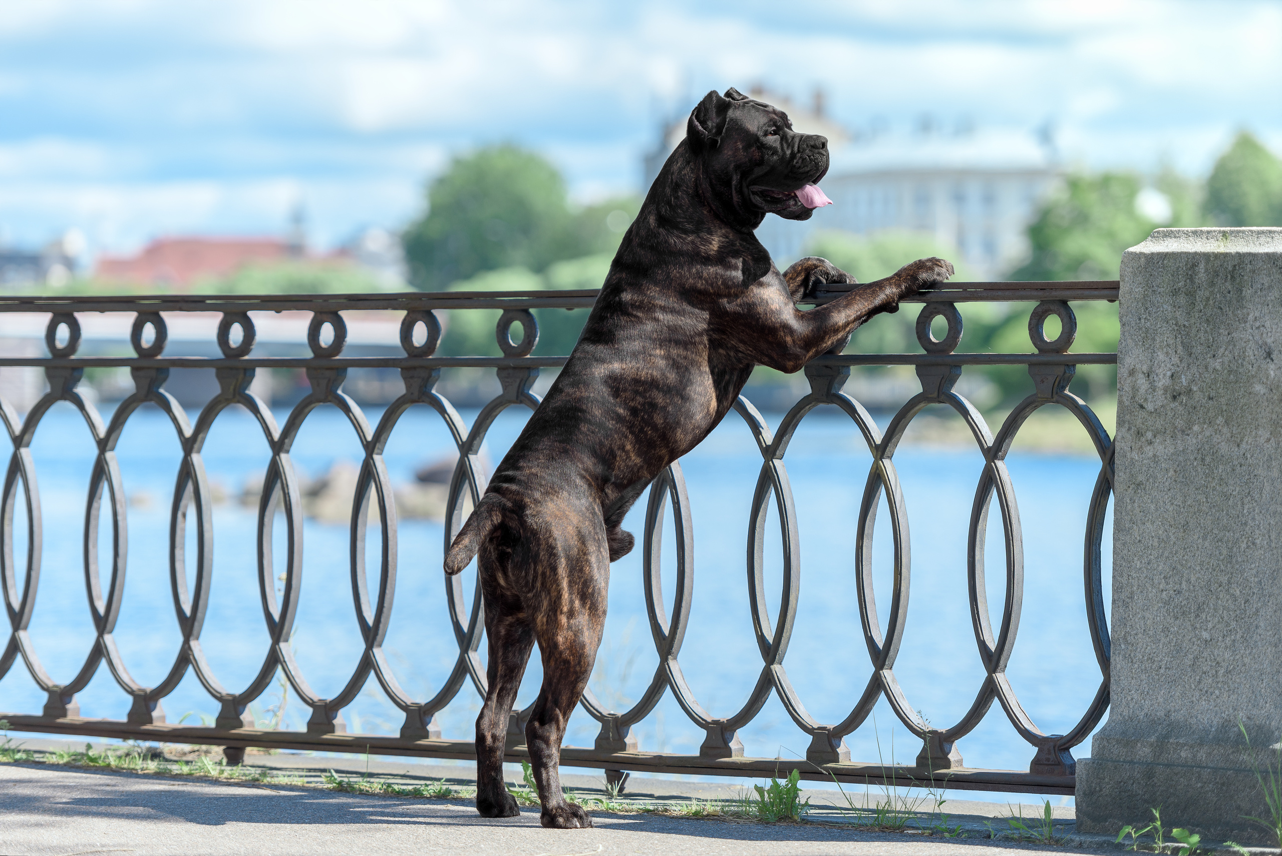 Фотограф анималист в Санкт-Петербурге Ирина Ковалева