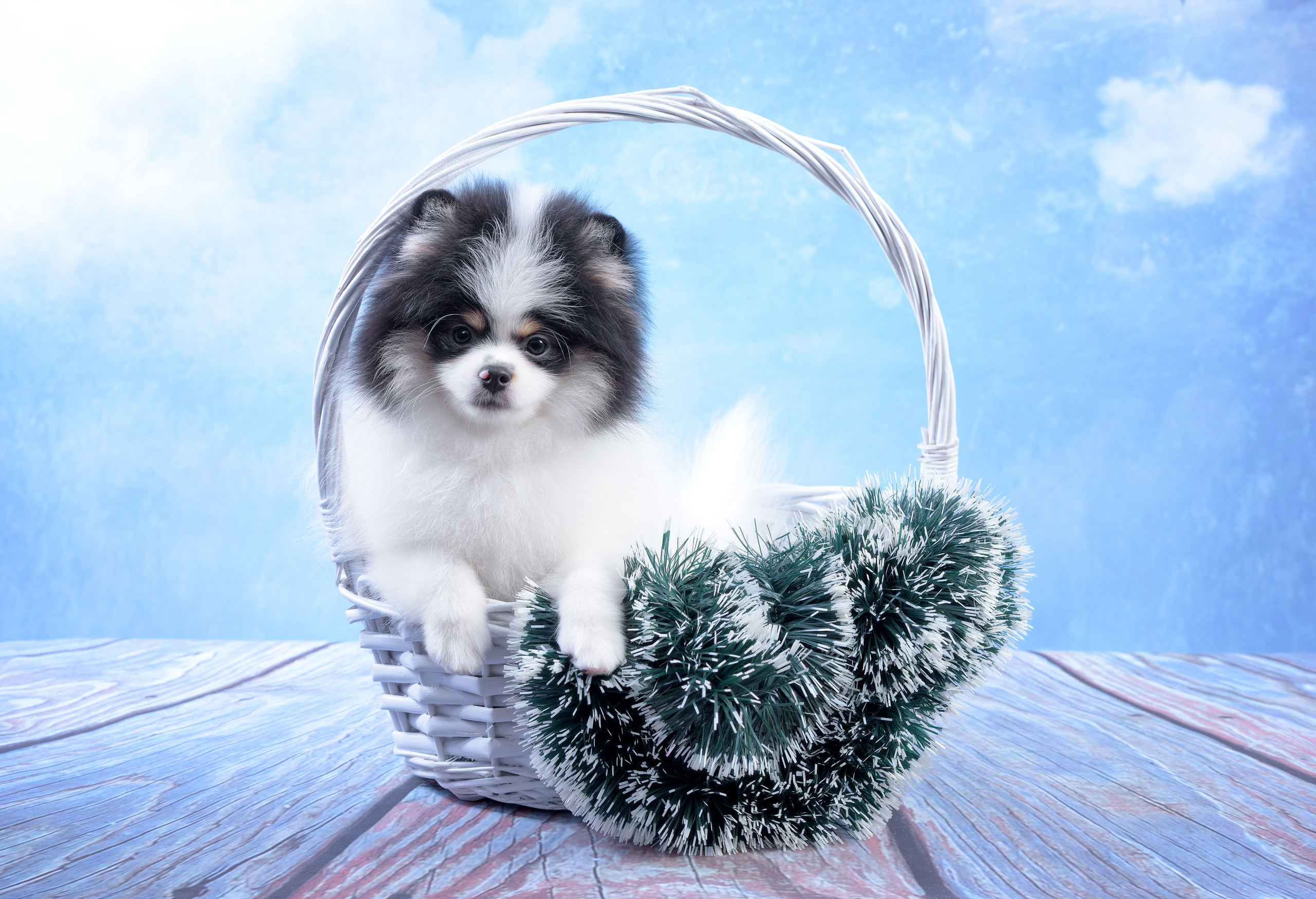 Фотограф анималист в Санкт-Петербурге Ирина Ковалева