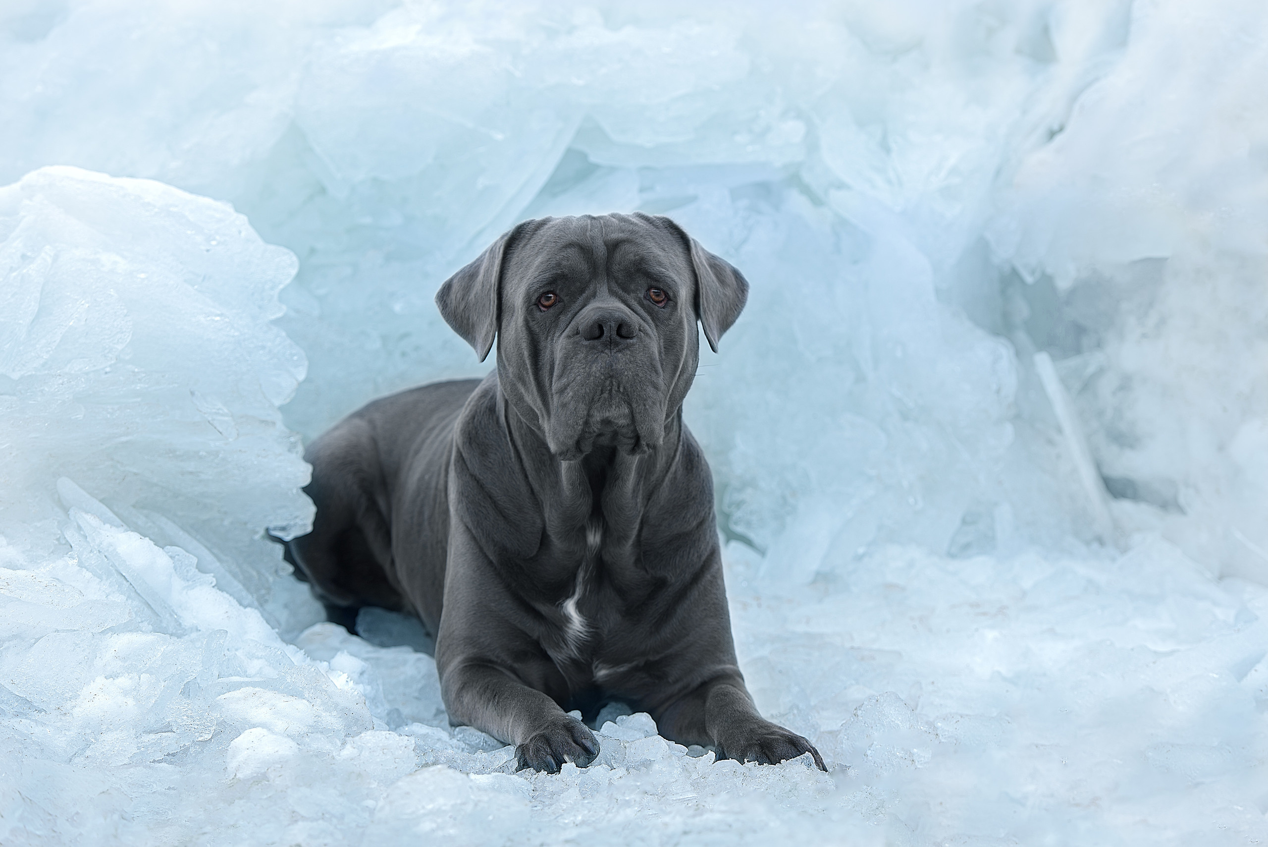 Фотограф анималист в Санкт-Петербурге Ирина Ковалева