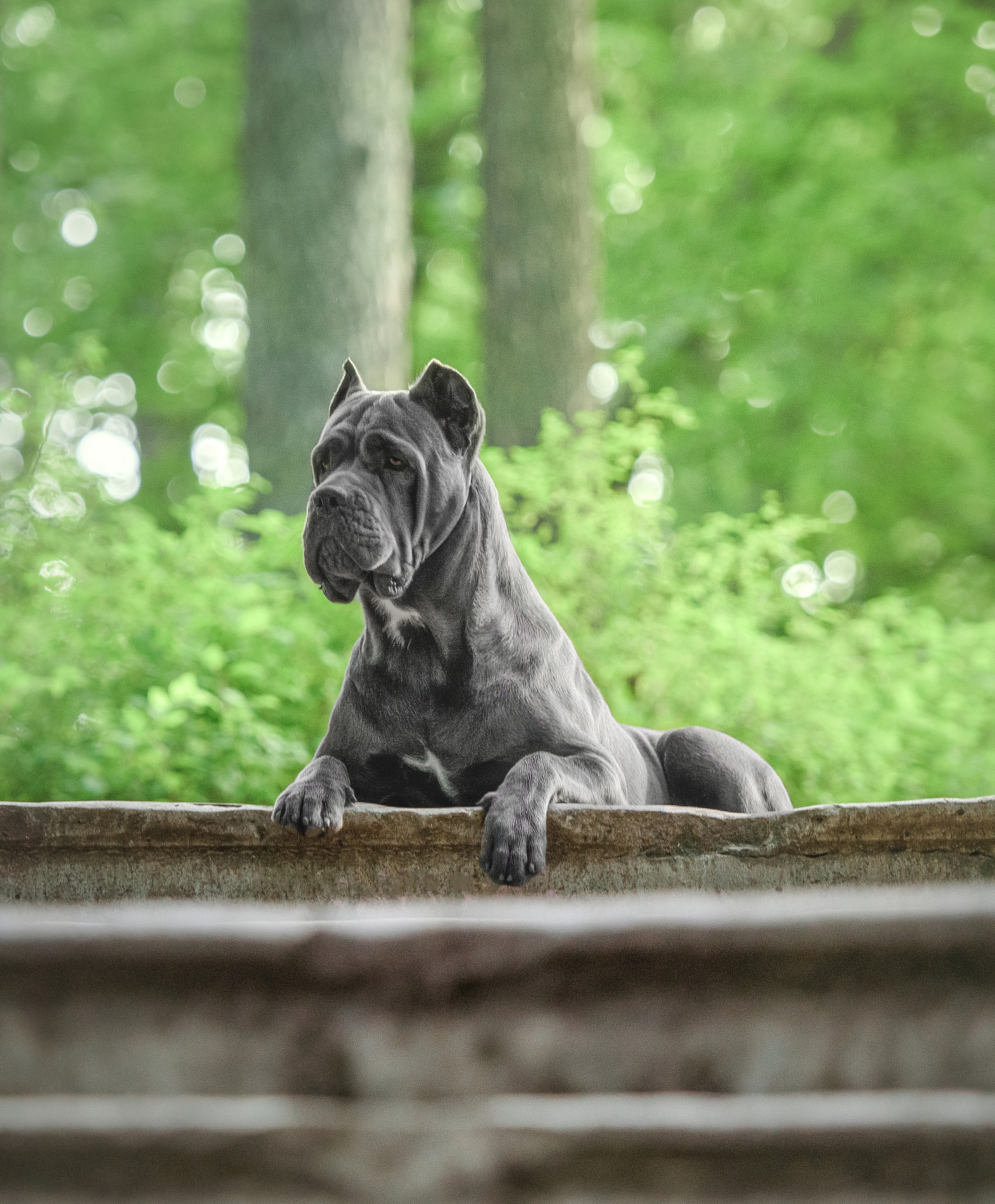 Фотограф анималист в Санкт-Петербурге Ирина Ковалева