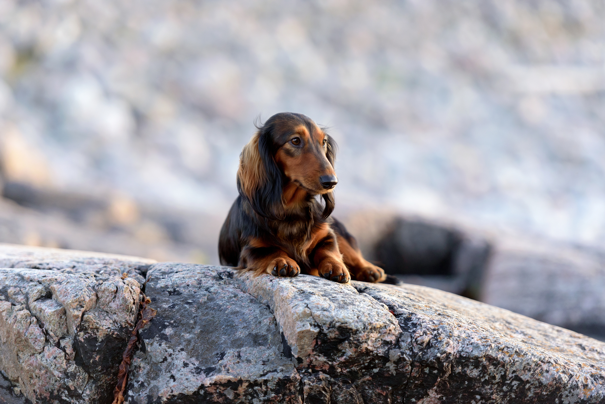 Фотограф анималист в Санкт-Петербурге Ирина Ковалева