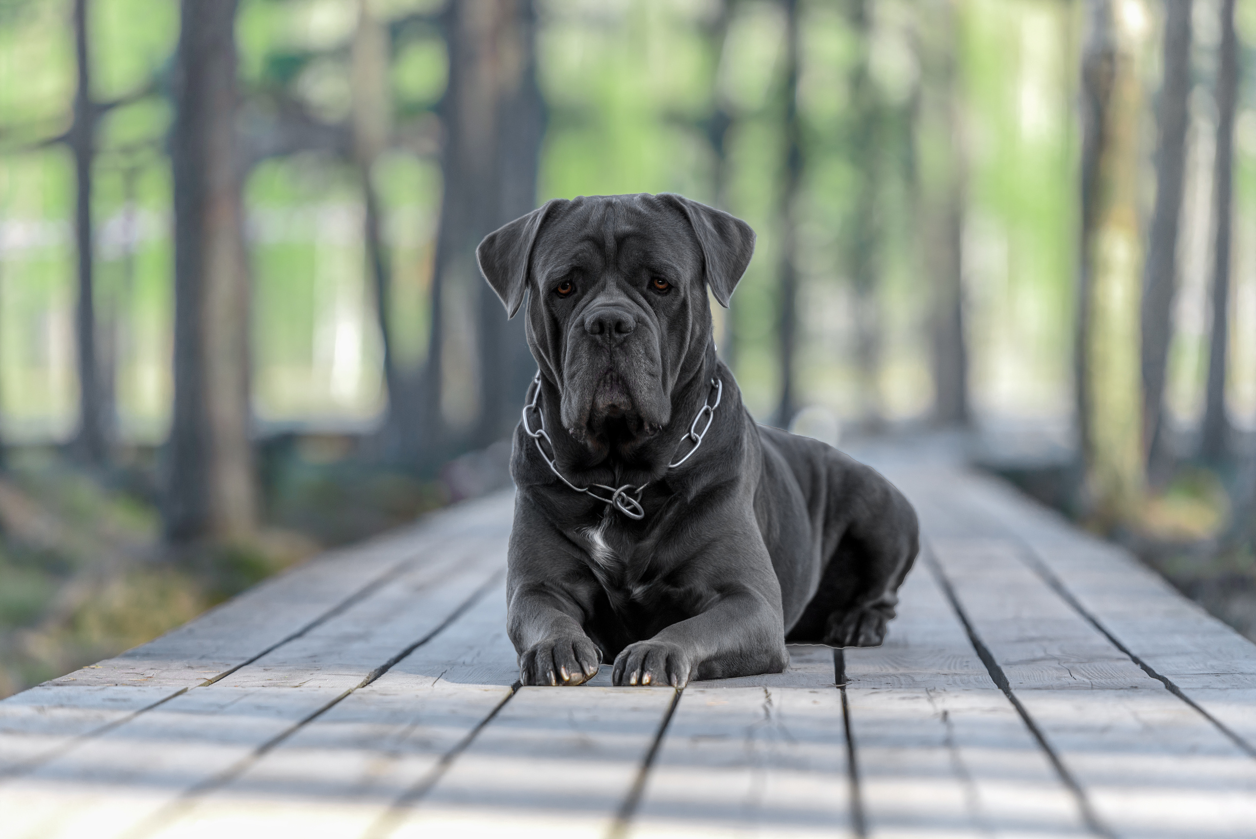 Фотограф анималист в Санкт-Петербурге Ирина Ковалева