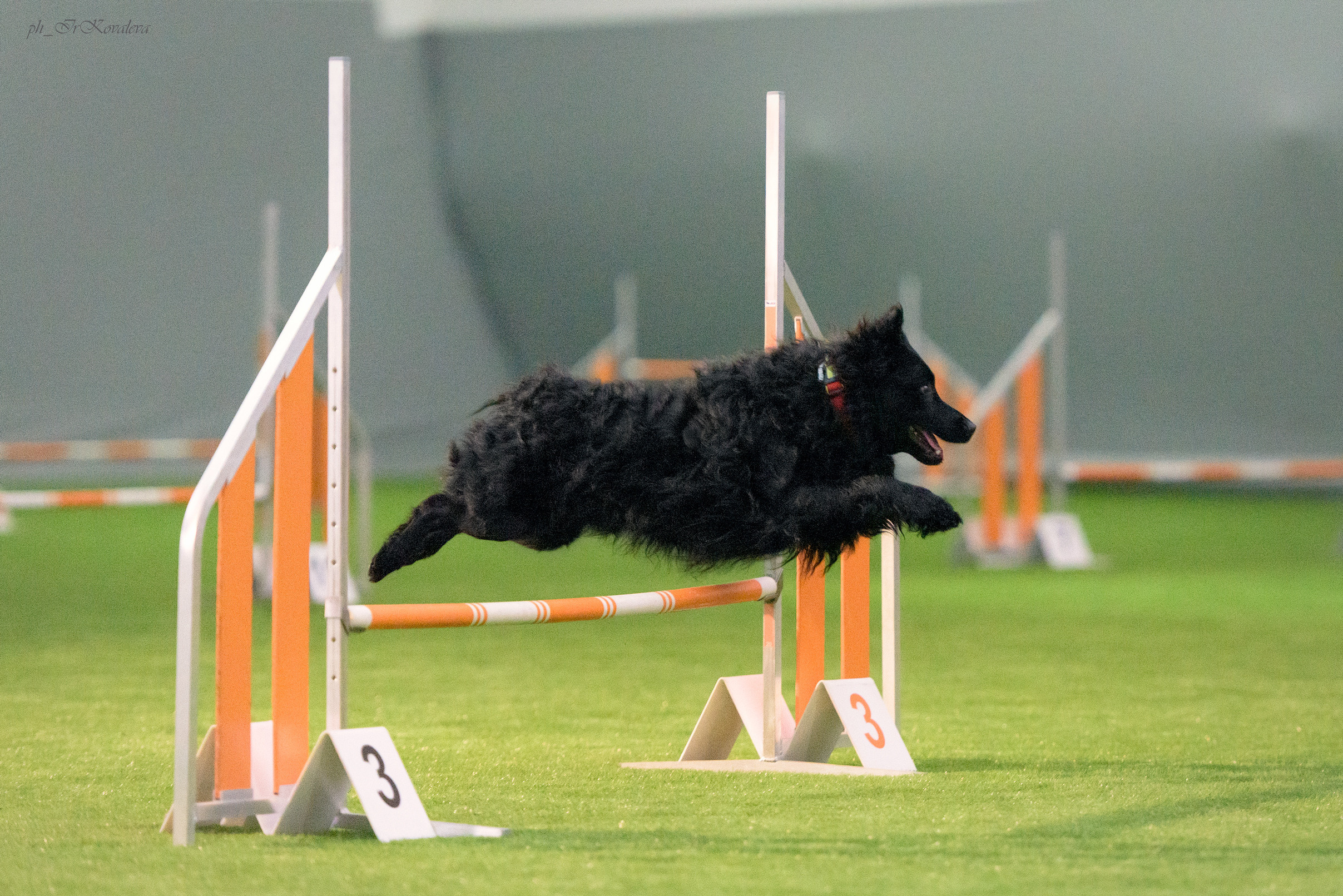 Фотограф анималист в Санкт-Петербурге Ирина Ковалева