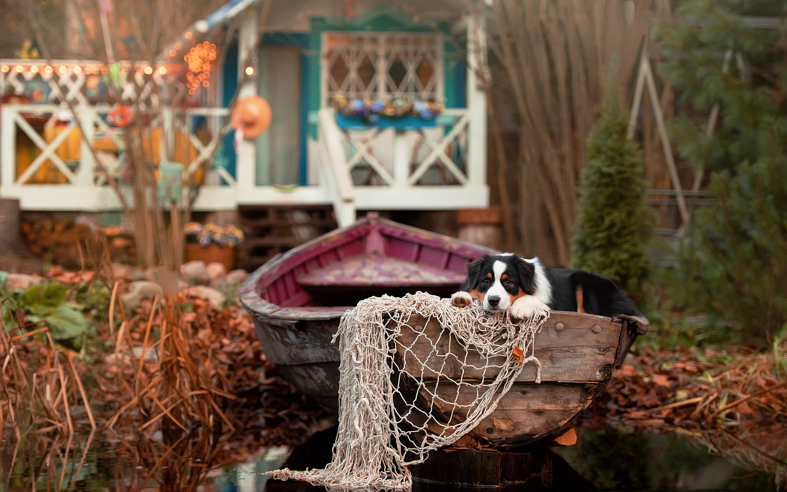 Фотограф анималист в Санкт-Петербурге Ирина Ковалева