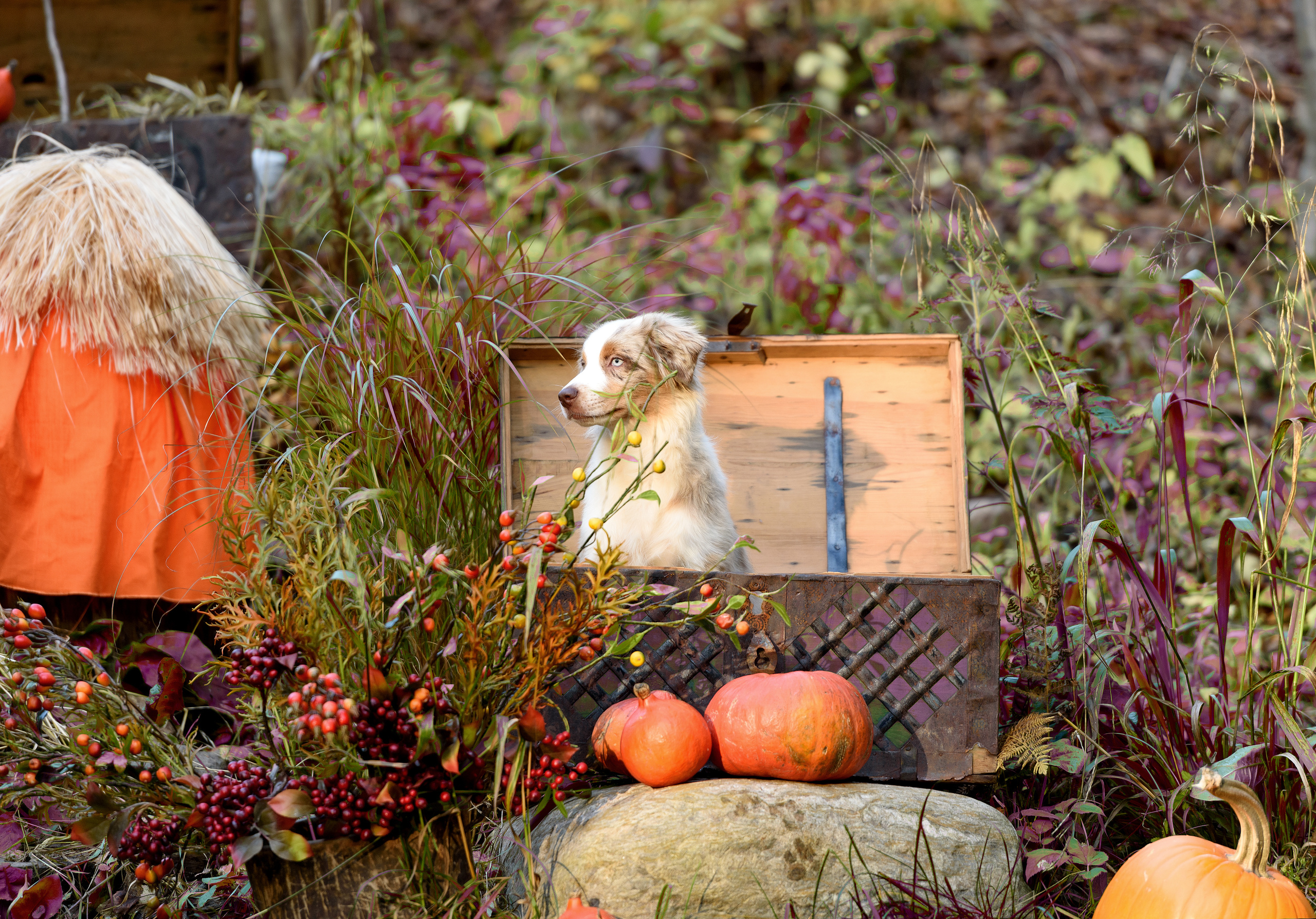 Фотограф анималист в Санкт-Петербурге Ирина Ковалева