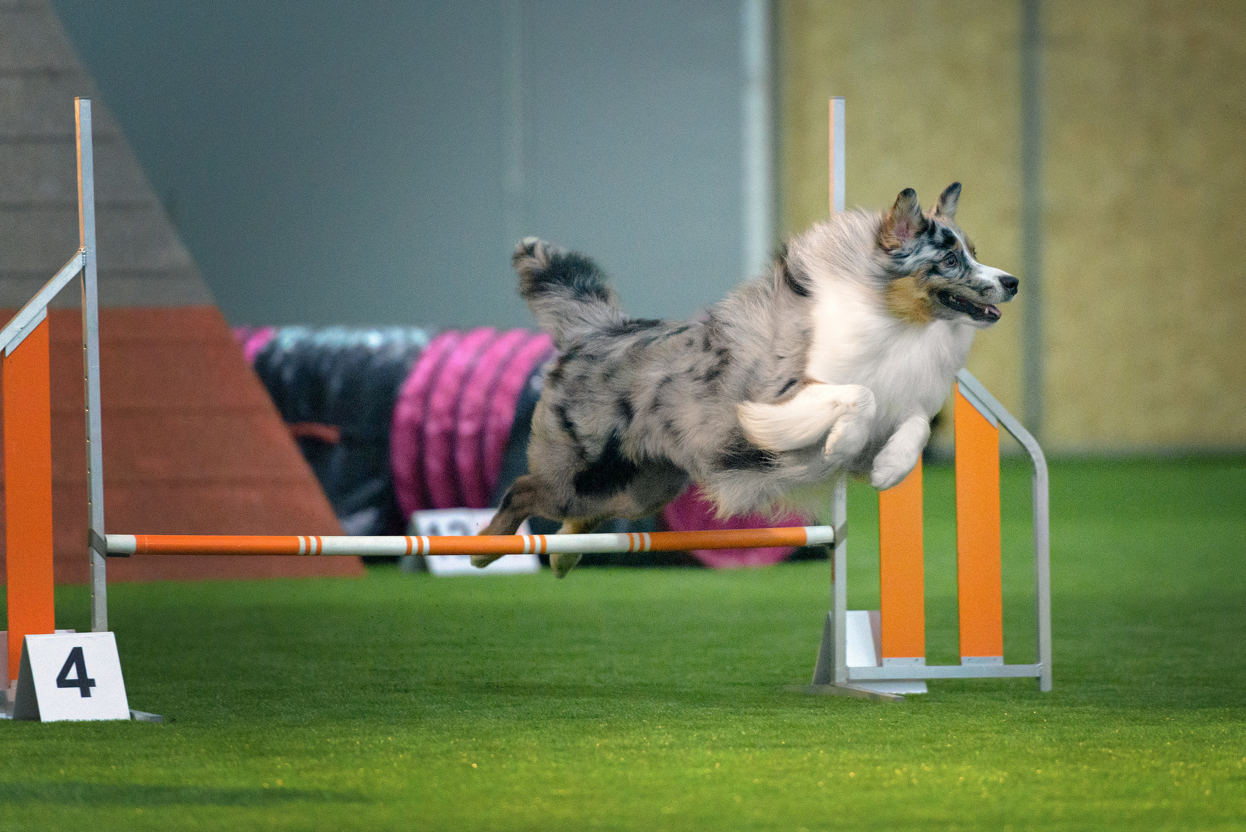 Фотограф анималист в Санкт-Петербурге Ирина Ковалева