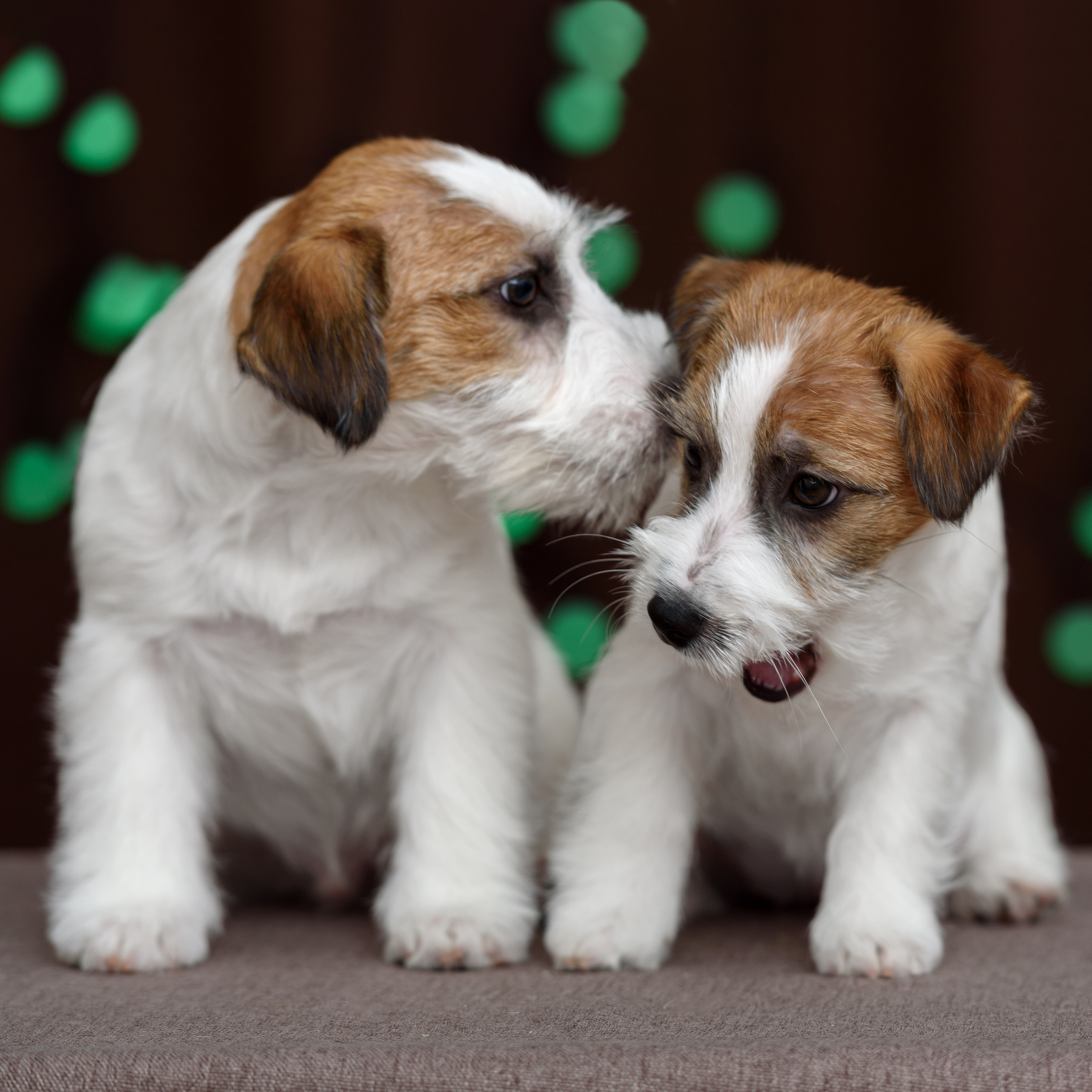 Фотограф анималист в Санкт-Петербурге Ирина Ковалева