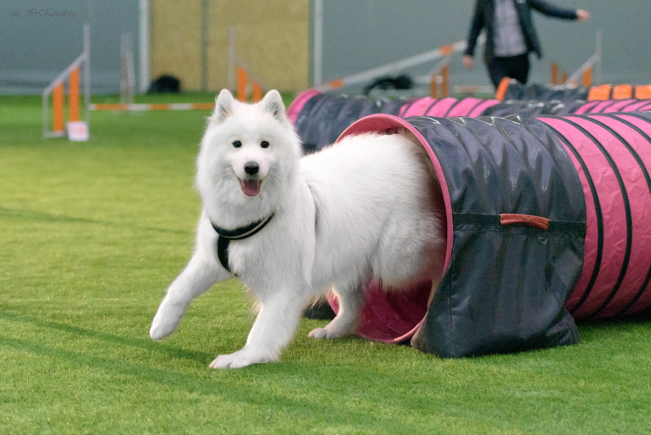 Фотограф анималист в Санкт-Петербурге Ирина Ковалева