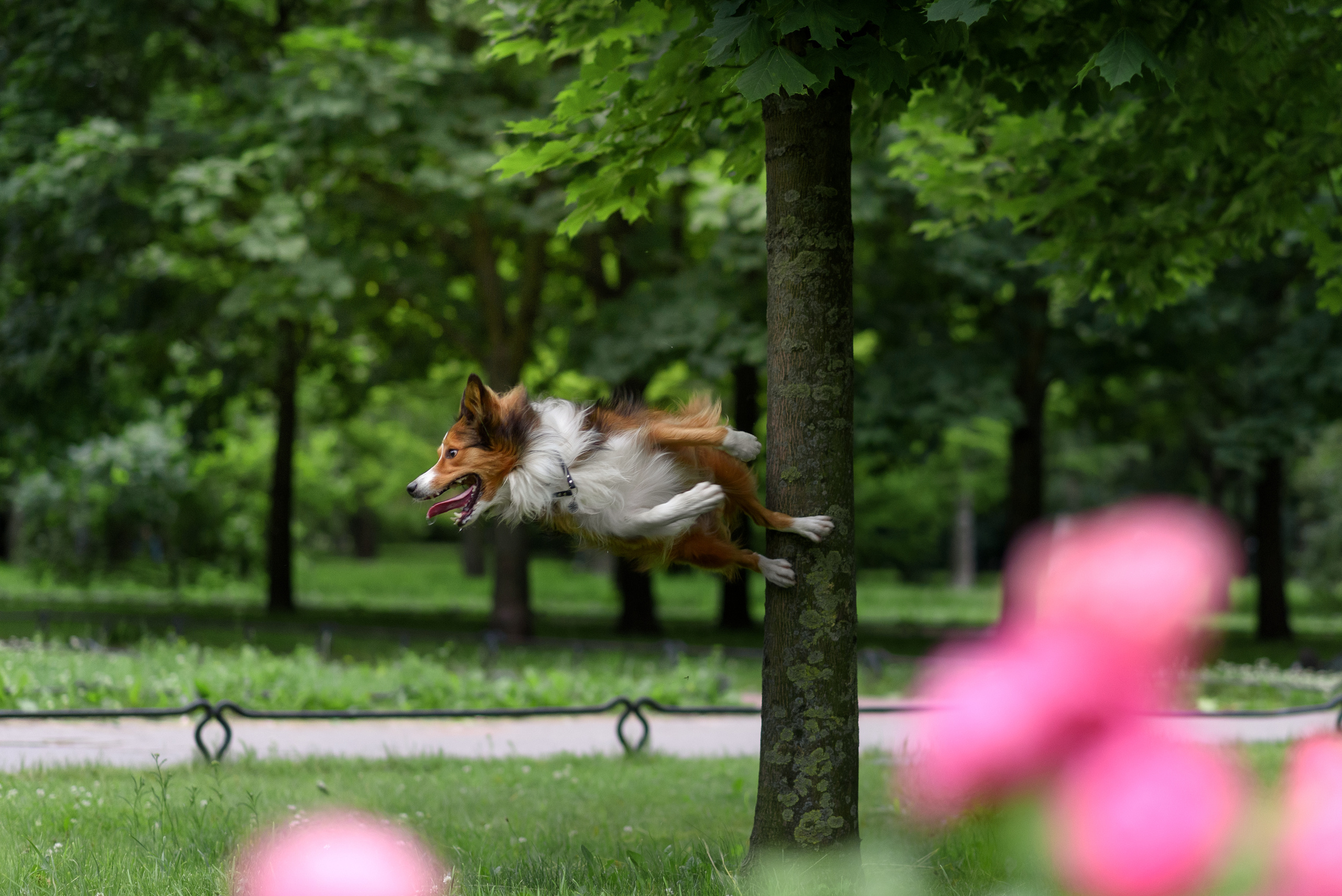 Фотограф анималист в Санкт-Петербурге Ирина Ковалева