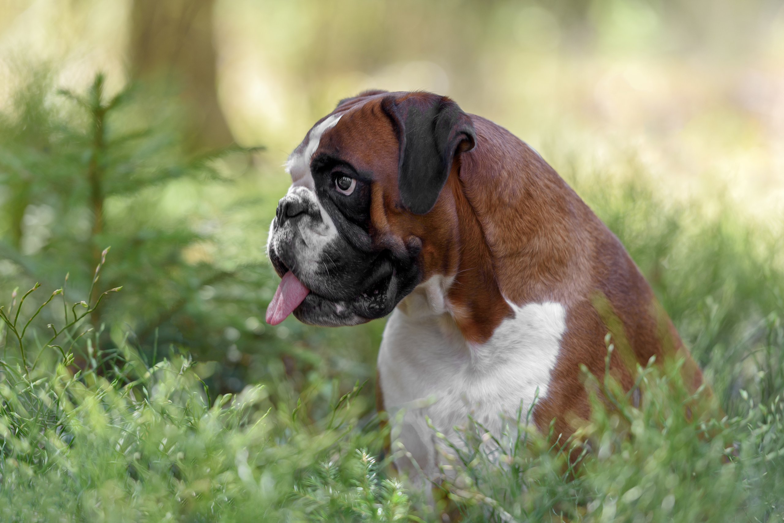 Фотограф анималист в Санкт-Петербурге Ирина Ковалева