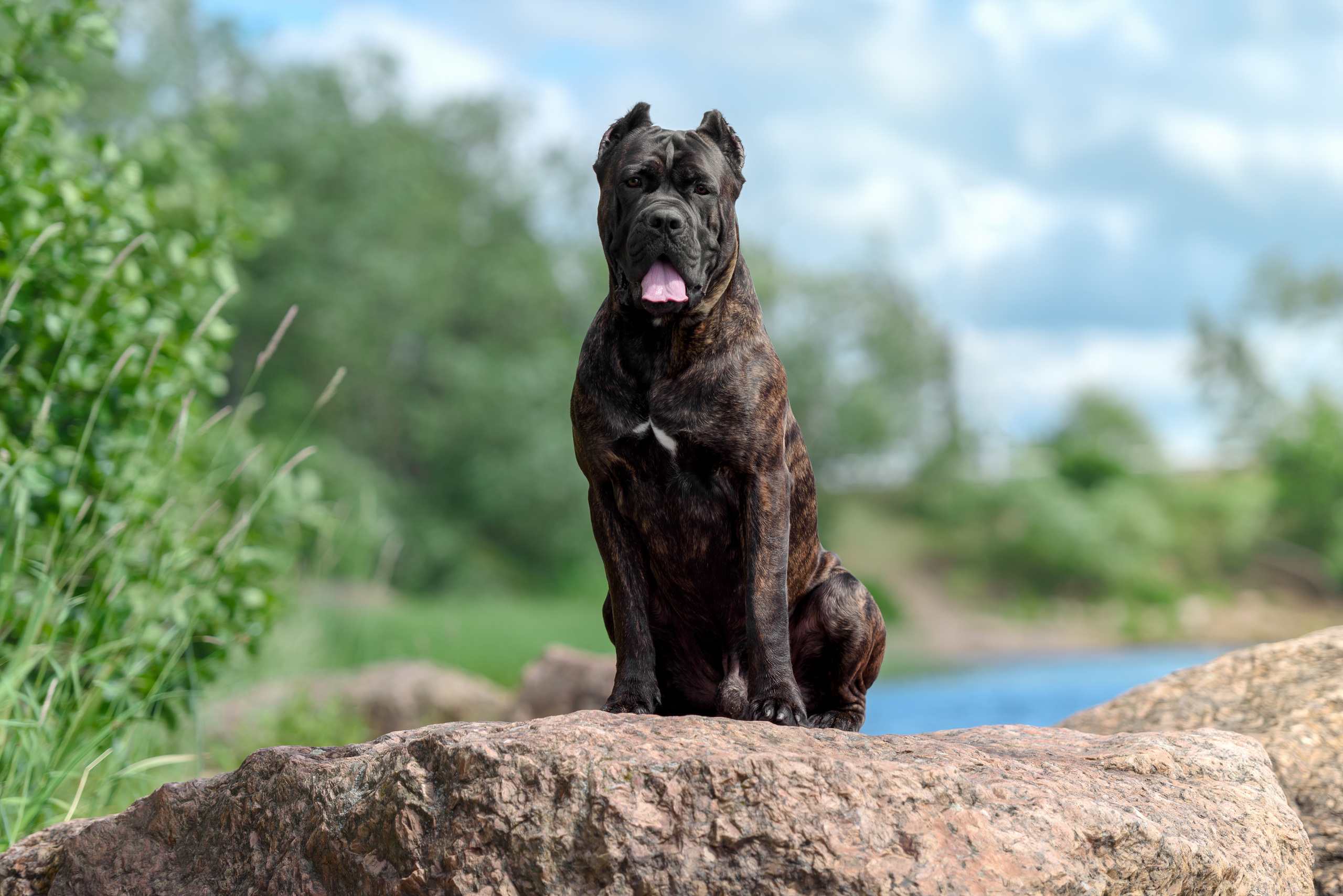 Фотограф анималист в Санкт-Петербурге Ирина Ковалева