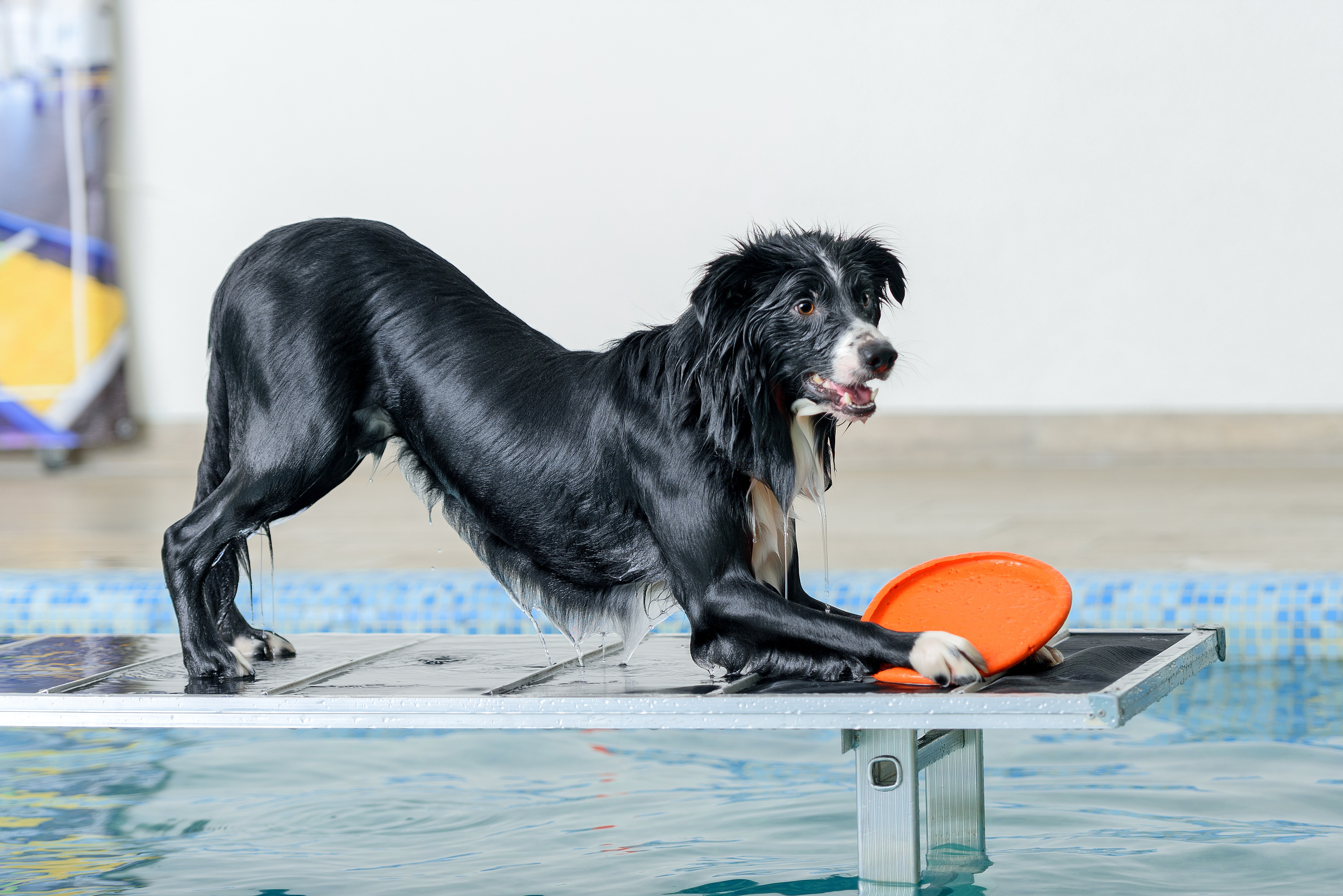 Фотограф анималист в Санкт-Петербурге Ирина Ковалева