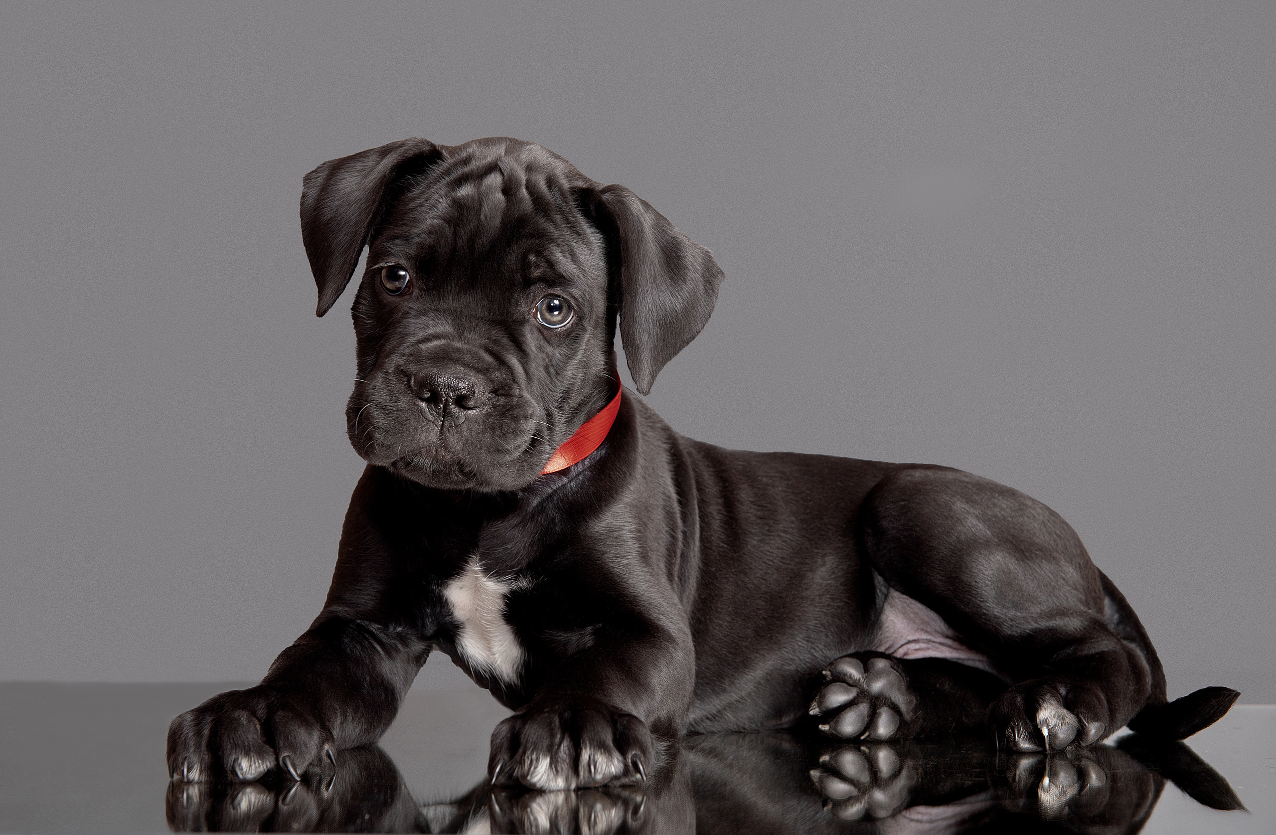 Фотограф анималист в Санкт-Петербурге Ирина Ковалева