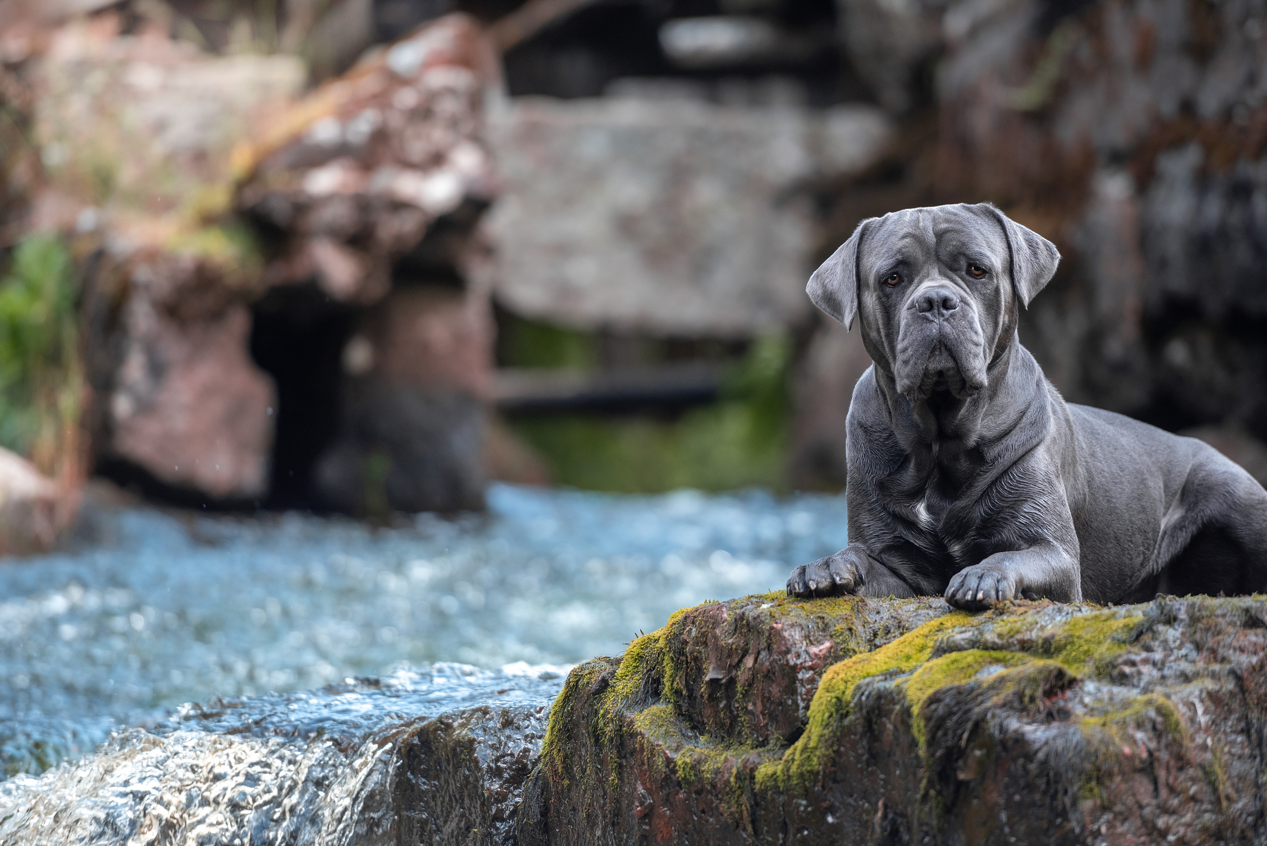 Фотограф анималист в Санкт-Петербурге Ирина Ковалева