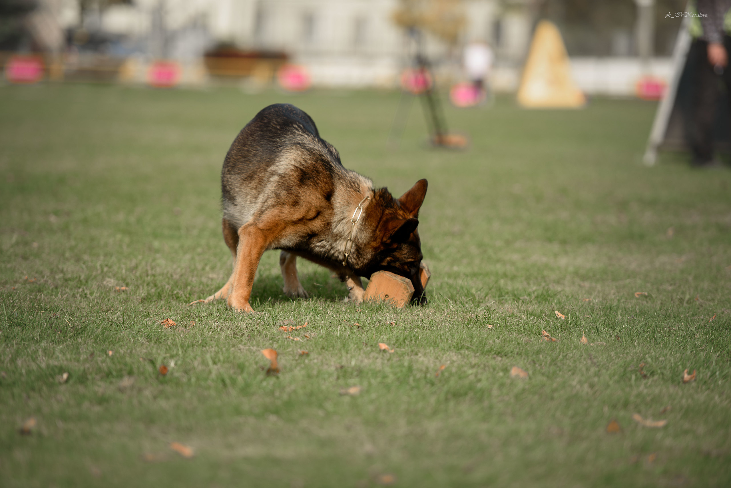 Фотограф анималист в Санкт-Петербурге Ирина Ковалева