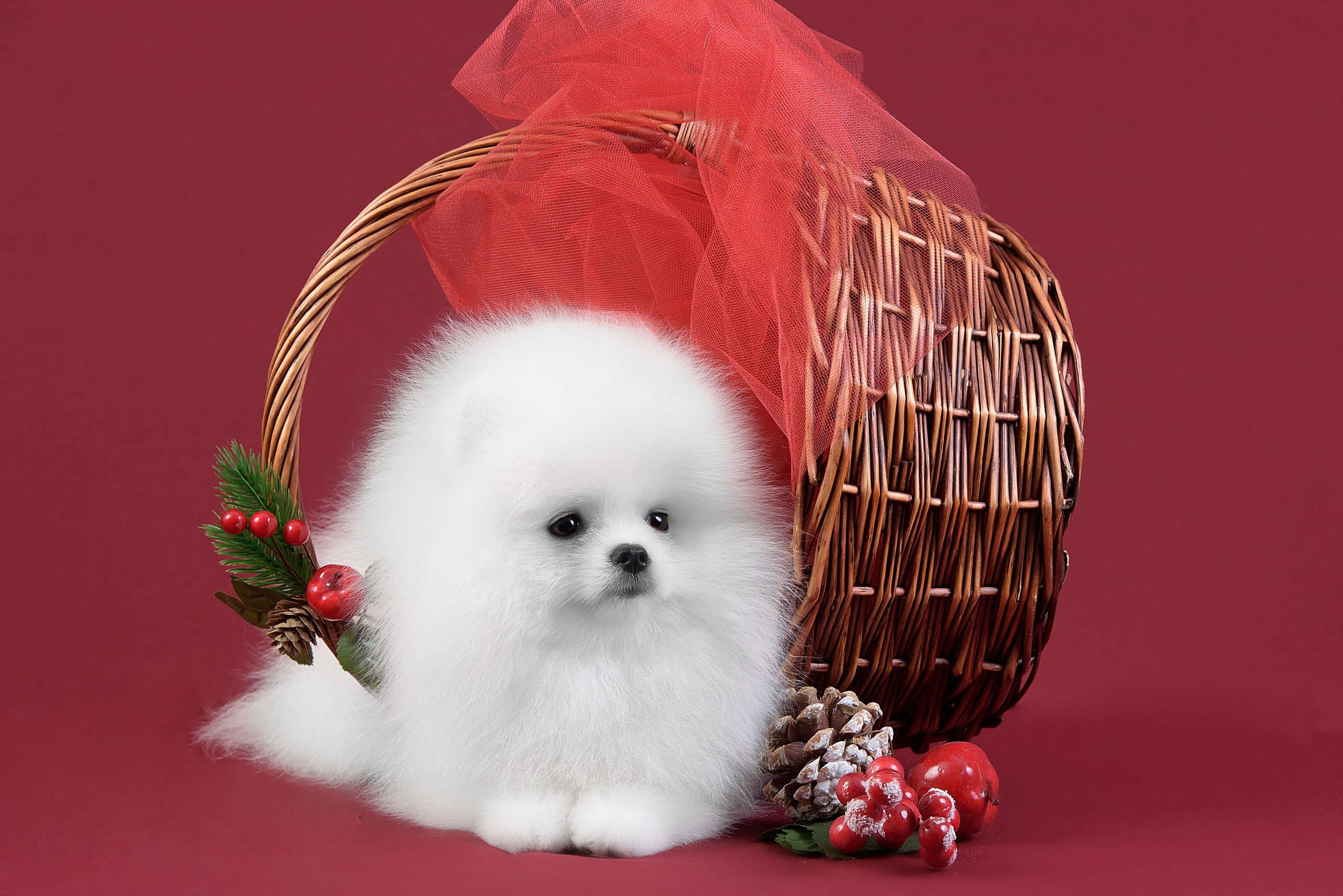 Фотограф анималист в Санкт-Петербурге Ирина Ковалева