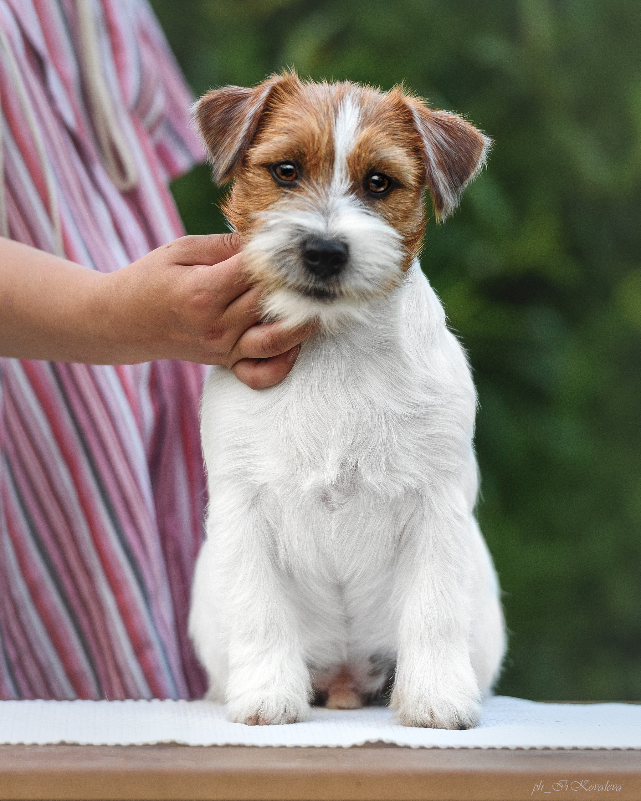 Фотограф анималист в Санкт-Петербурге Ирина Ковалева