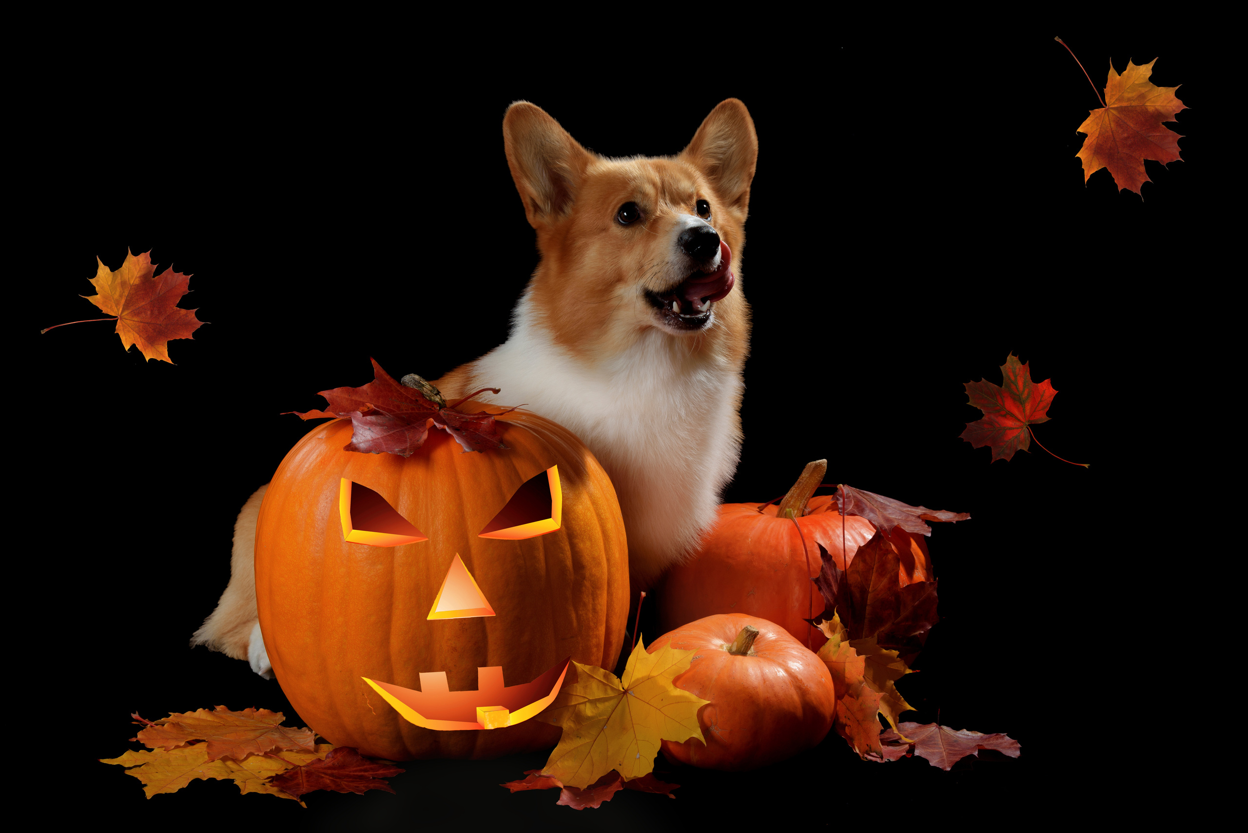 Фотограф анималист в Санкт-Петербурге Ирина Ковалева