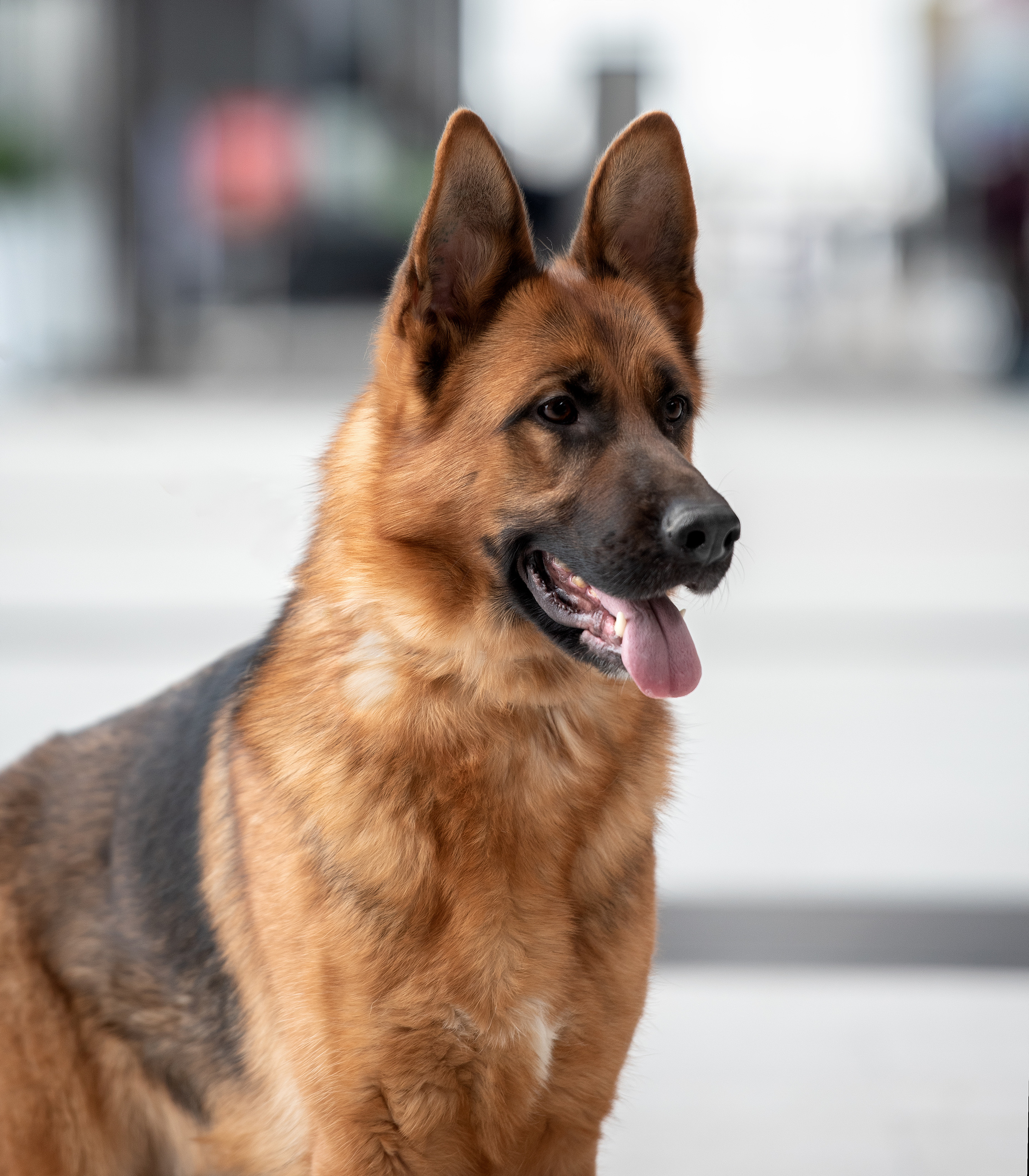 Фотограф анималист в Санкт-Петербурге Ирина Ковалева