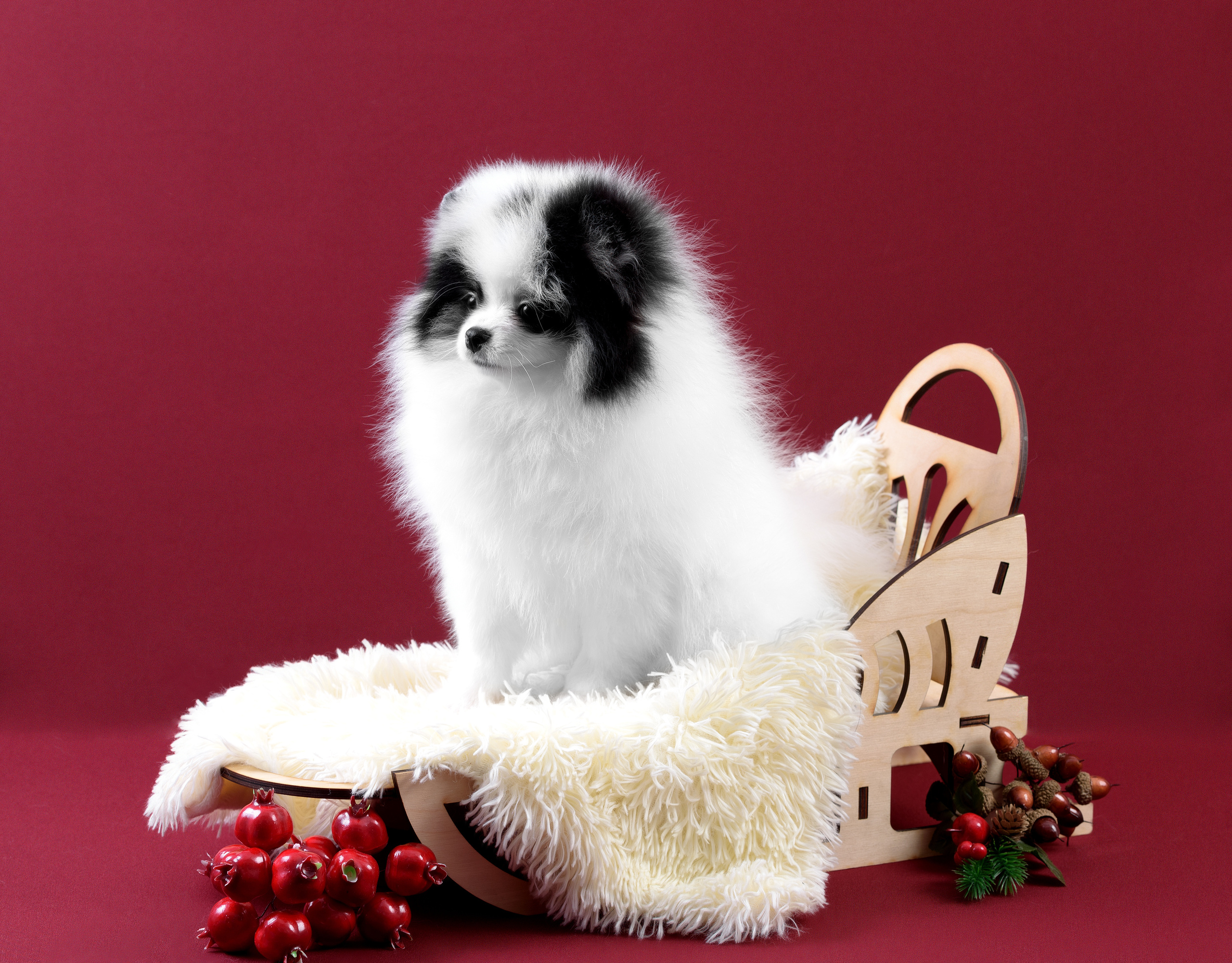 Фотограф анималист в Санкт-Петербурге Ирина Ковалева