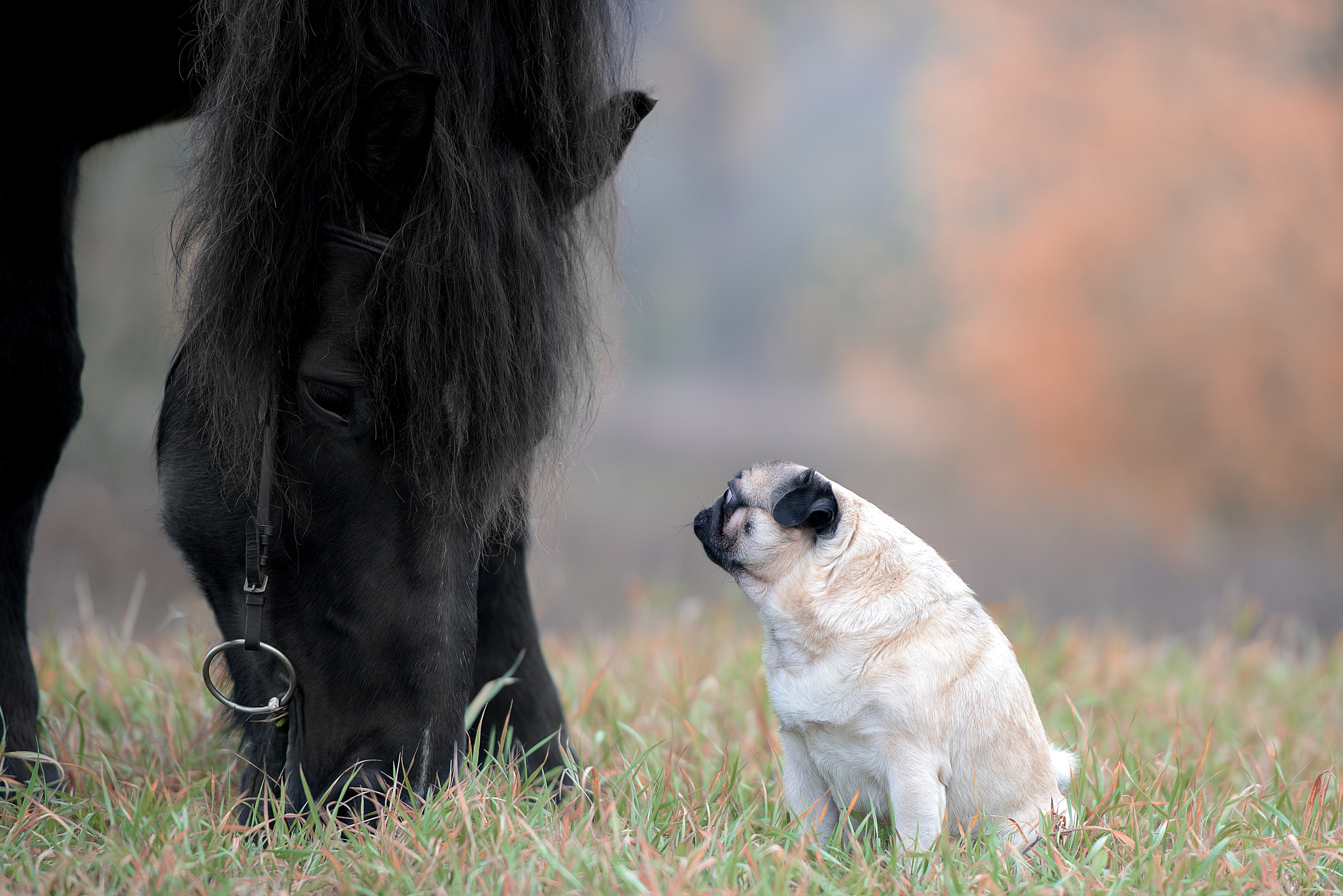 Фотограф анималист в Санкт-Петербурге Ирина Ковалева