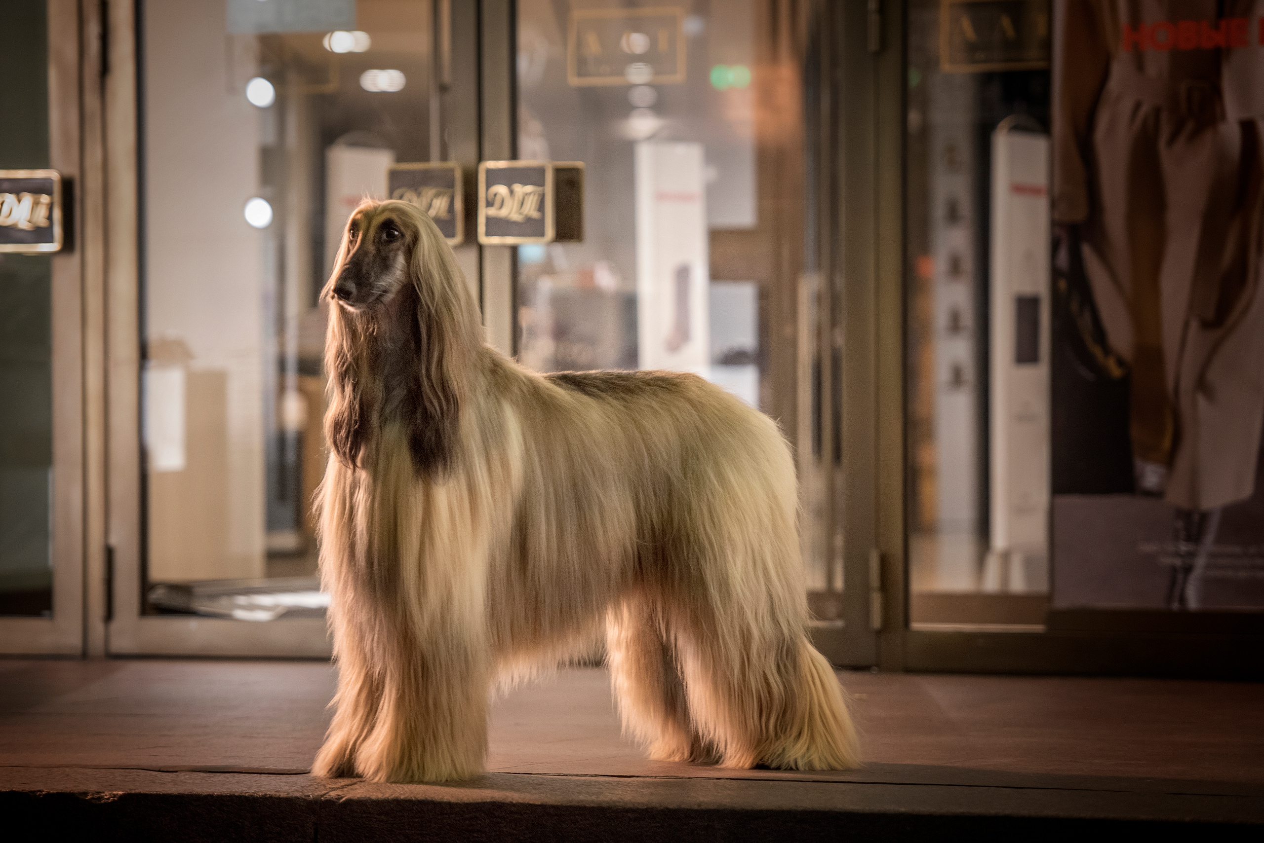 Фотограф анималист в Санкт-Петербурге Ирина Ковалева