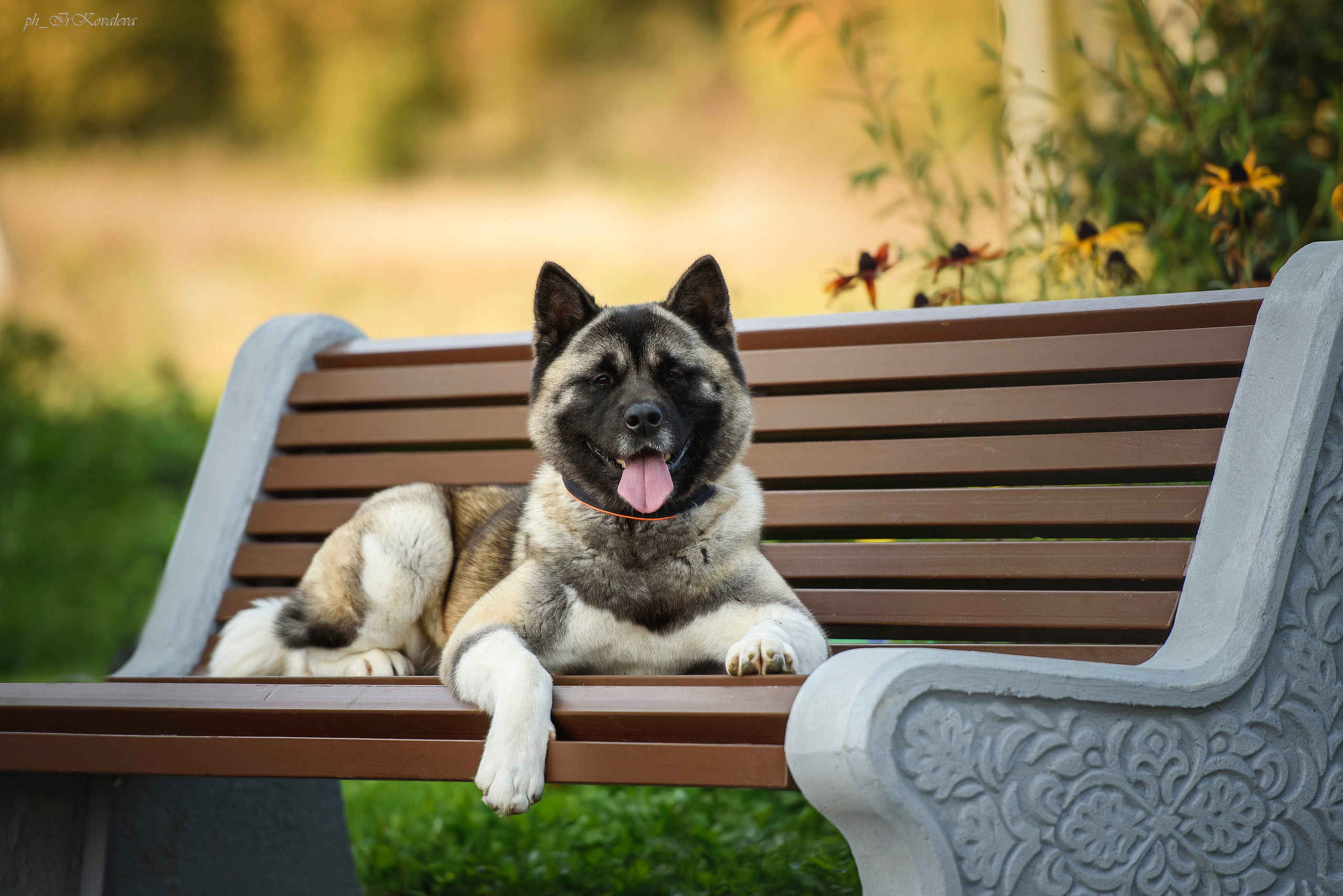Фотограф анималист в Санкт-Петербурге Ирина Ковалева