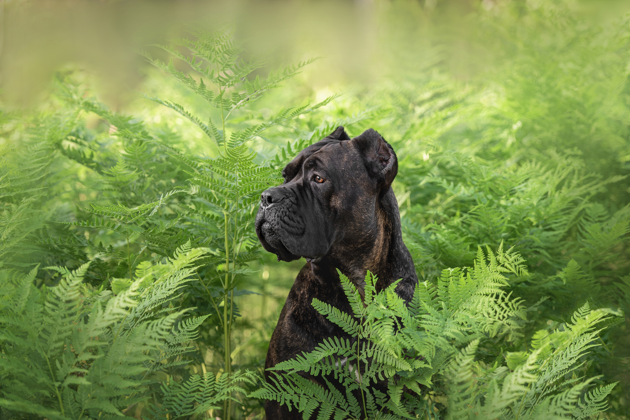 Фотограф анималист в Санкт-Петербурге Ирина Ковалева