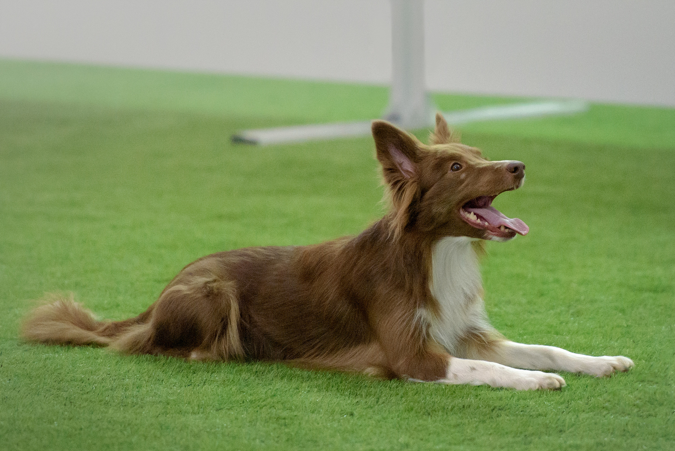 Фотограф анималист в Санкт-Петербурге Ирина Ковалева