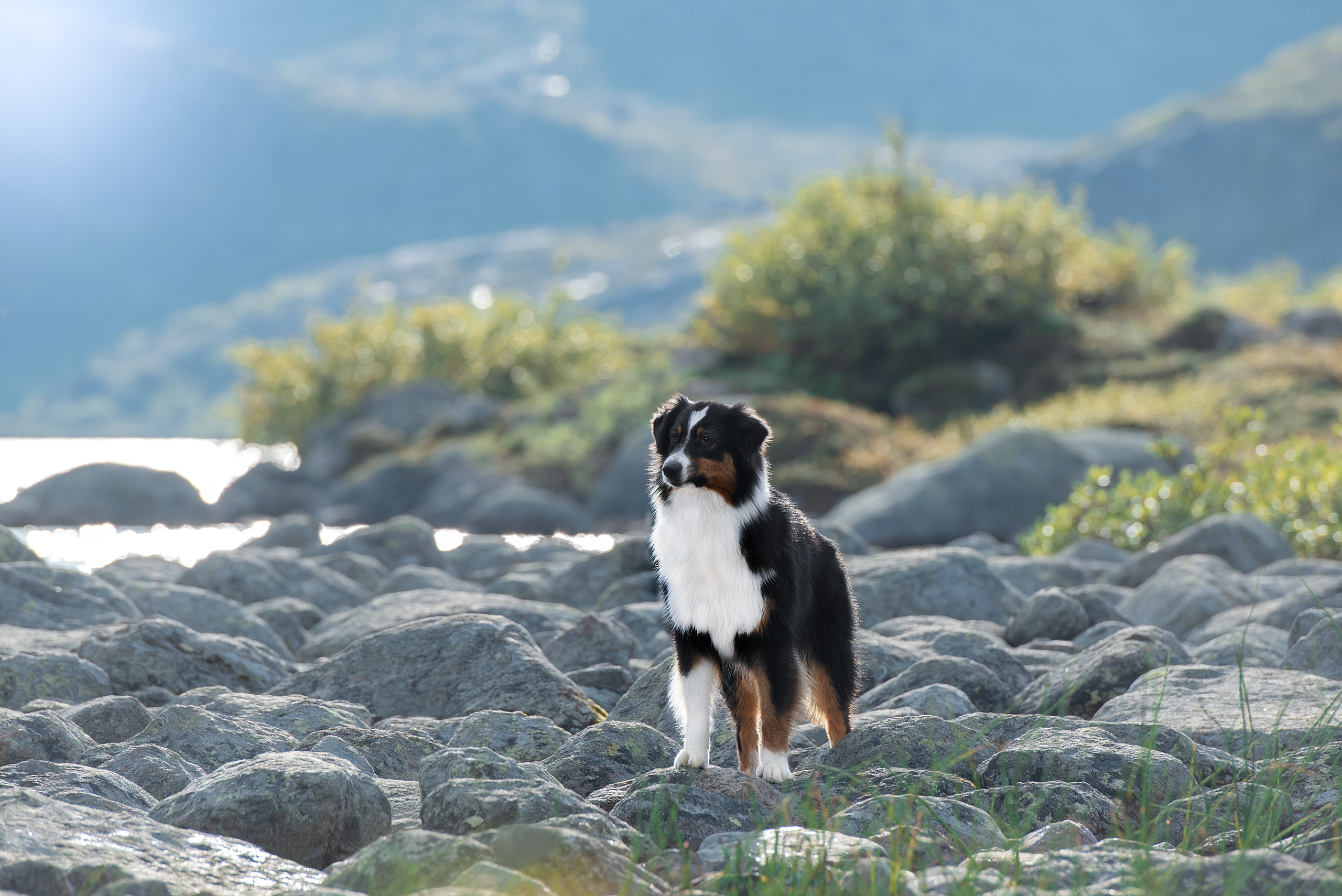 Фотограф анималист в Санкт-Петербурге Ирина Ковалева