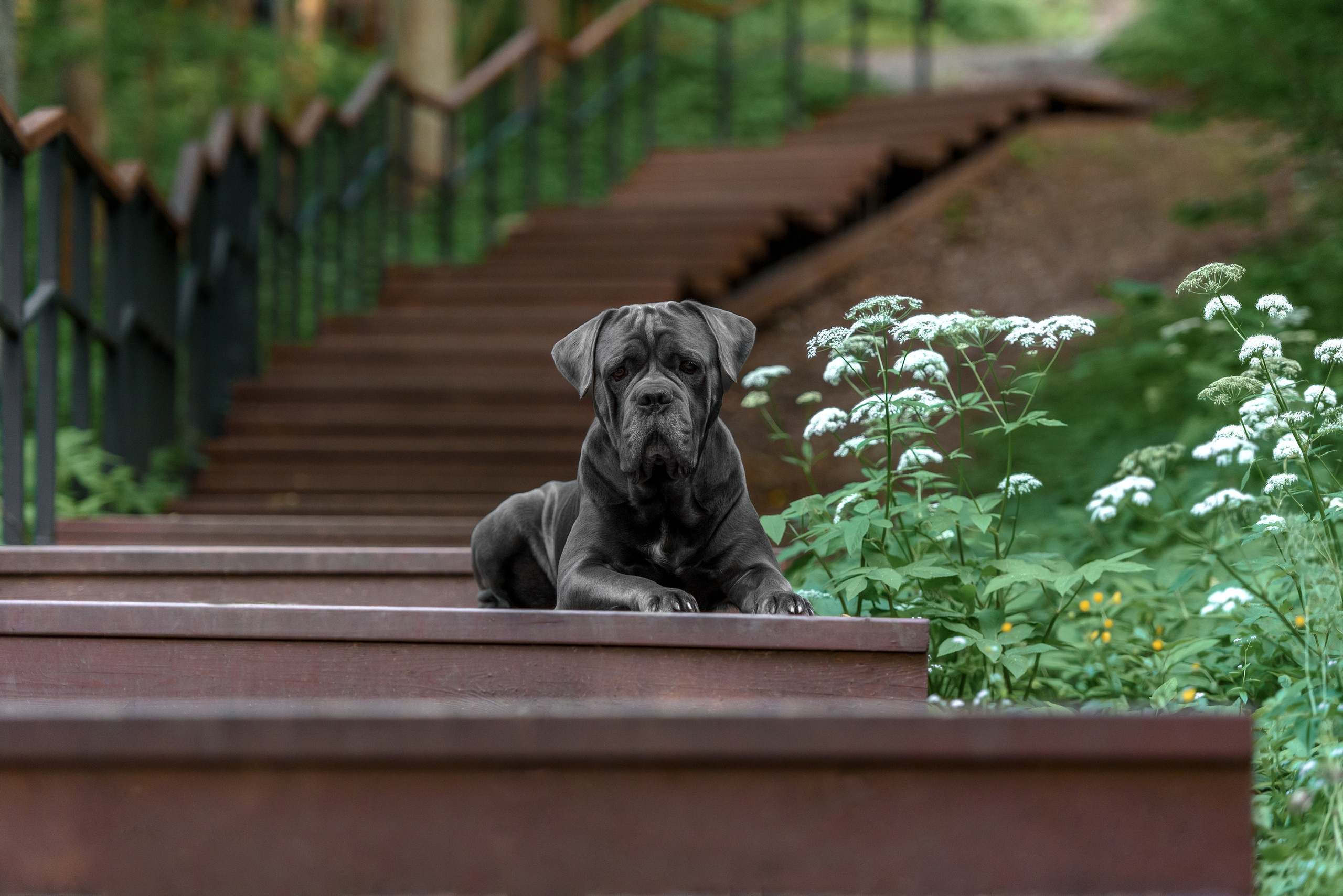 Фотограф анималист в Санкт-Петербурге Ирина Ковалева