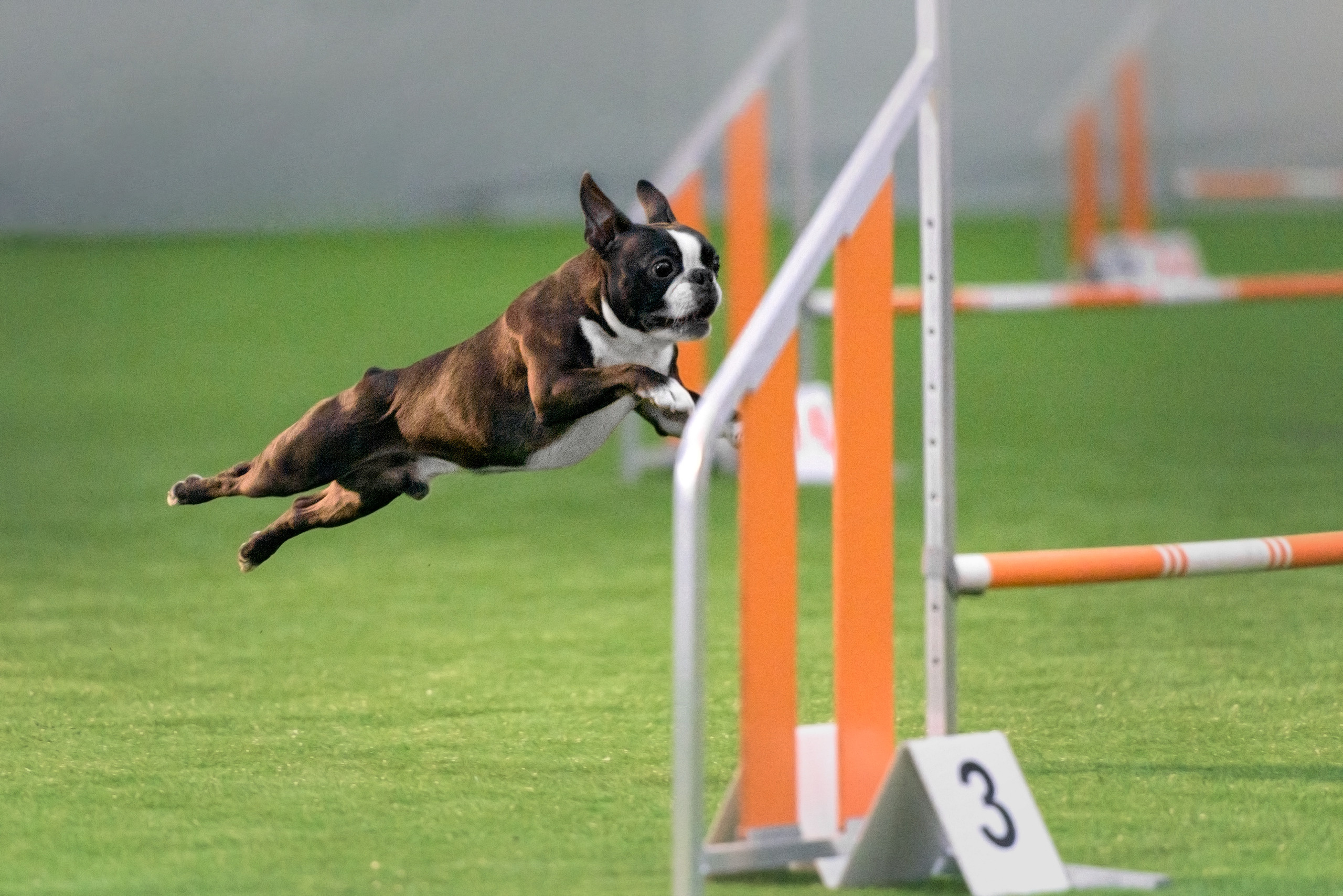 Фотограф анималист в Санкт-Петербурге Ирина Ковалева