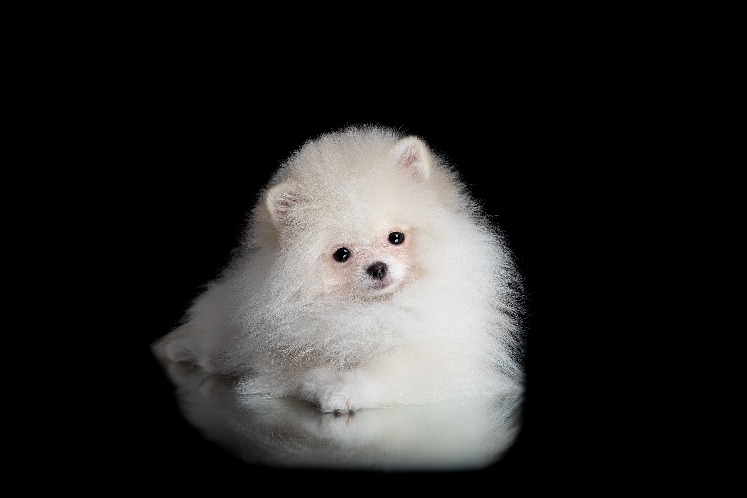 Фотограф анималист в Санкт-Петербурге Ирина Ковалева