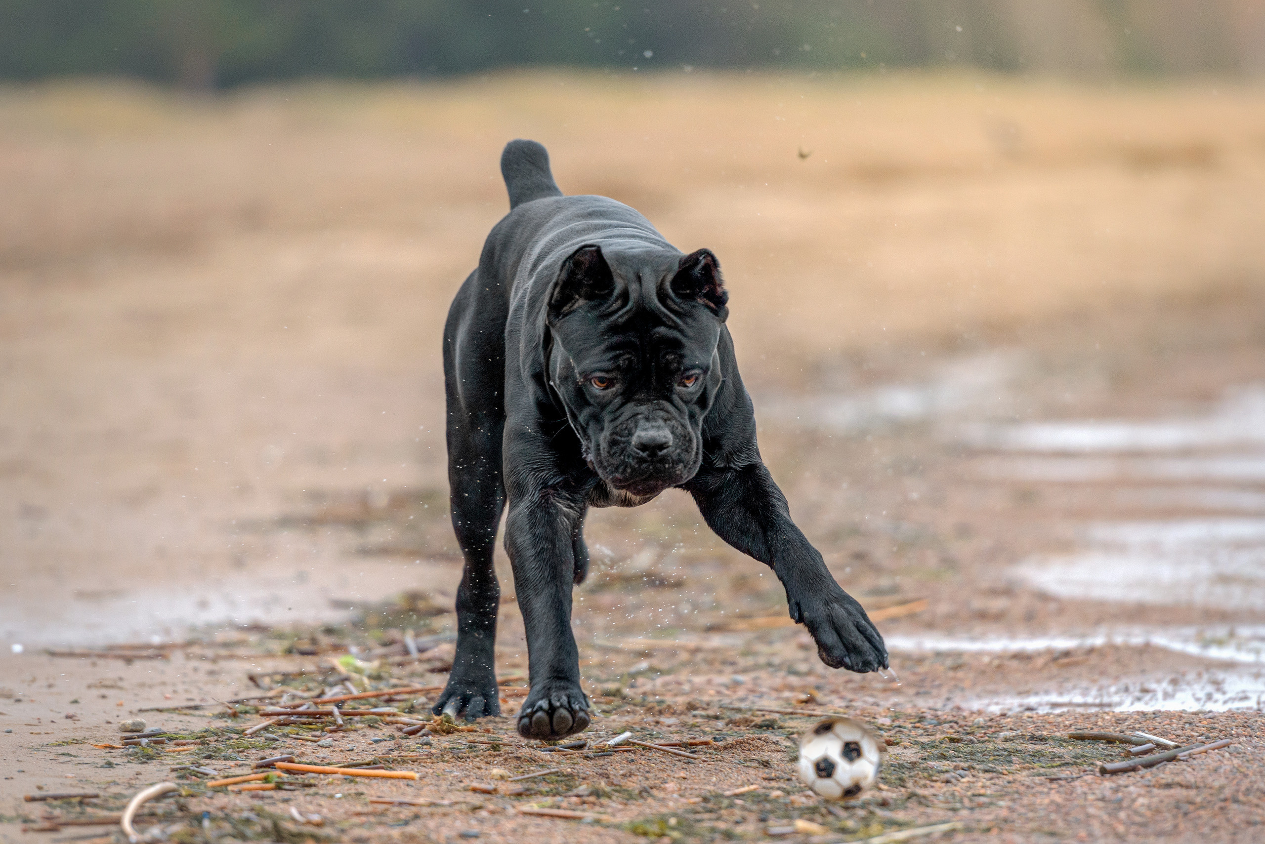 Фотограф анималист в Санкт-Петербурге Ирина Ковалева