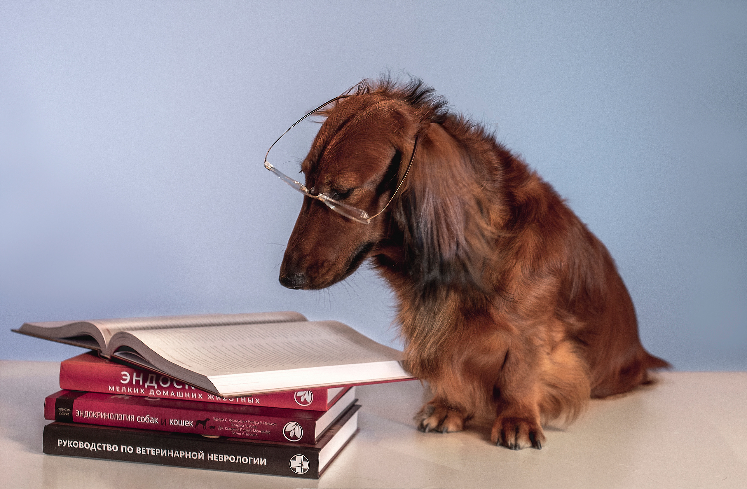 Фотограф анималист в Санкт-Петербурге Ирина Ковалева