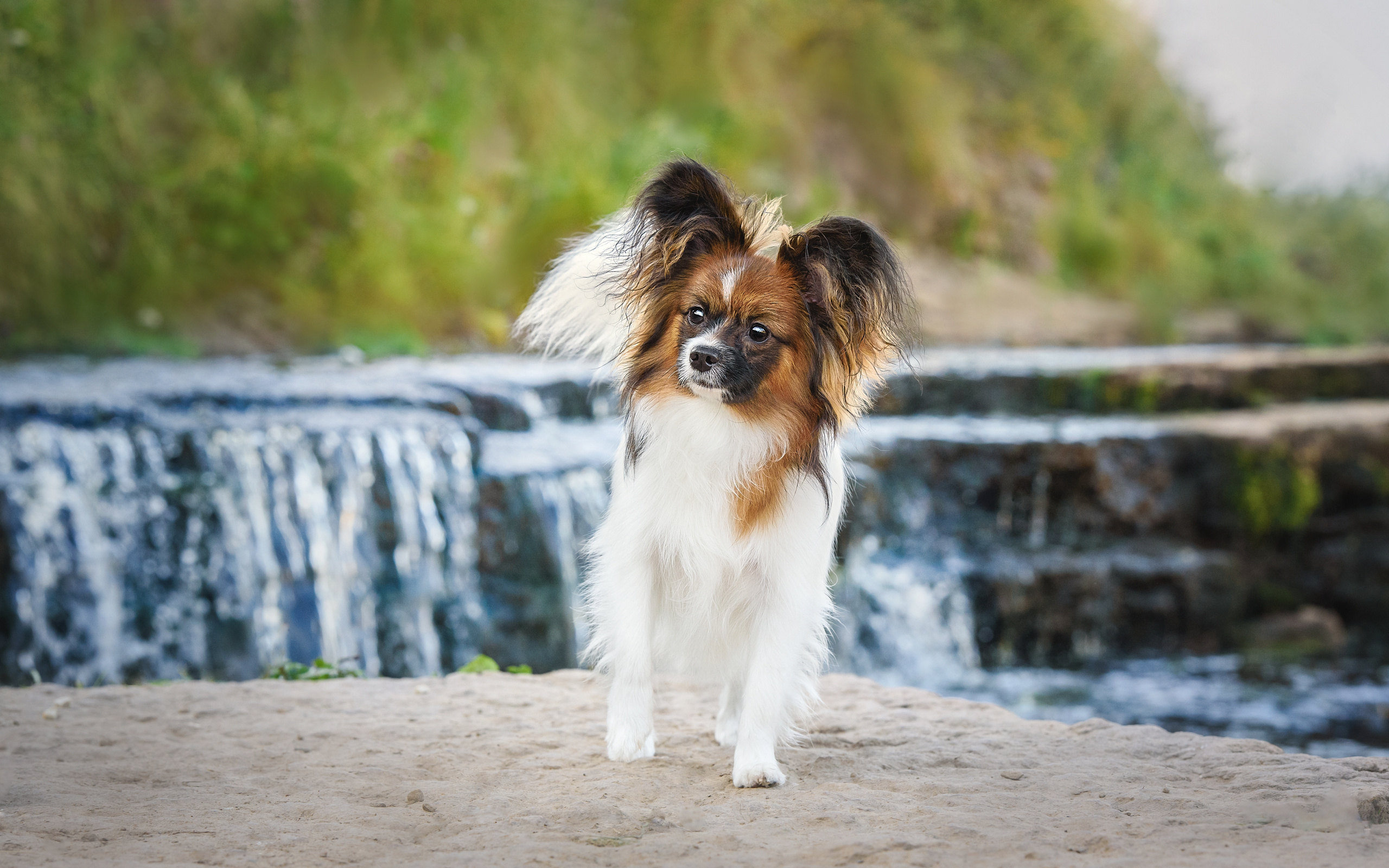 Фотограф анималист в Санкт-Петербурге Ирина Ковалева