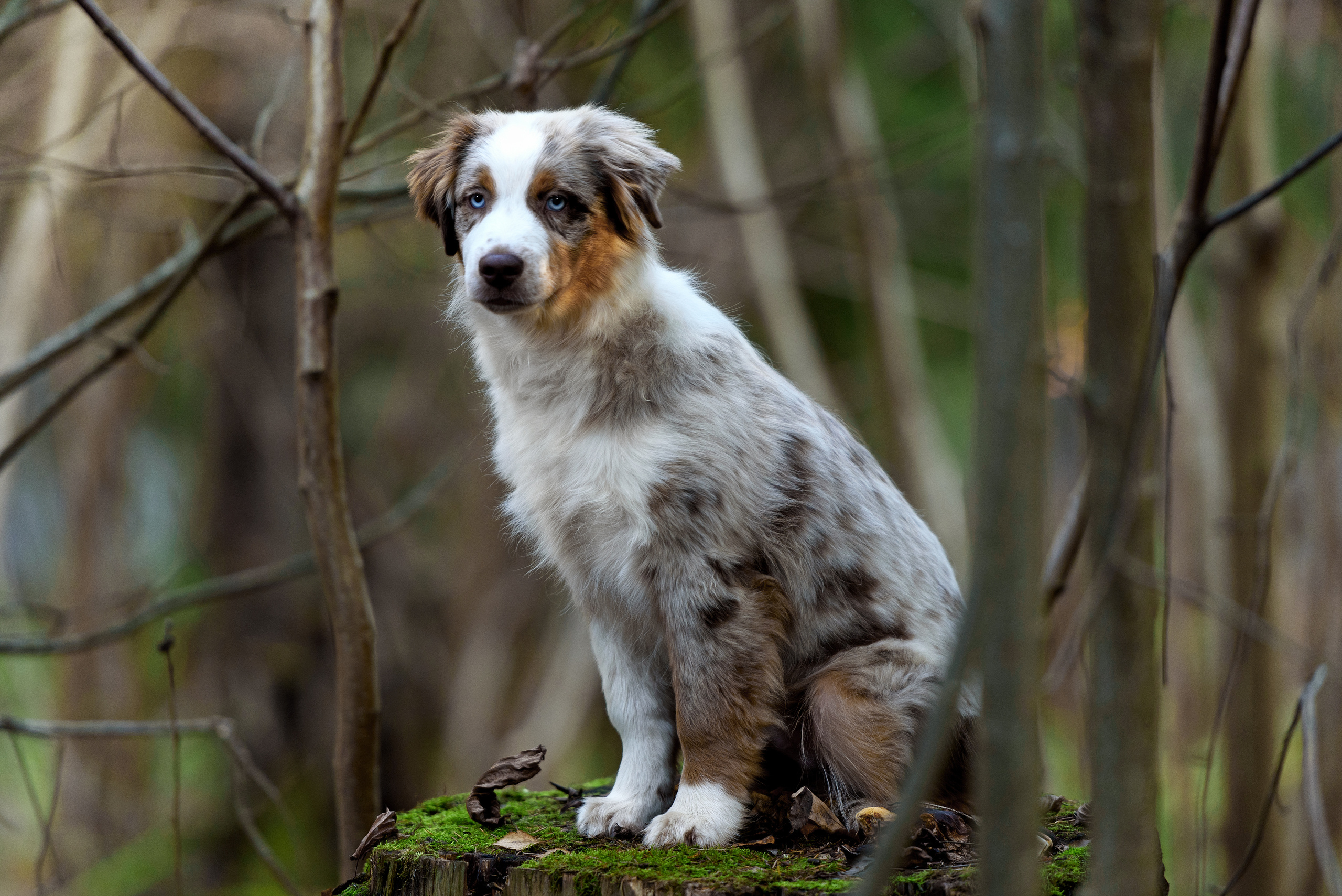 Фотограф анималист в Санкт-Петербурге Ирина Ковалева