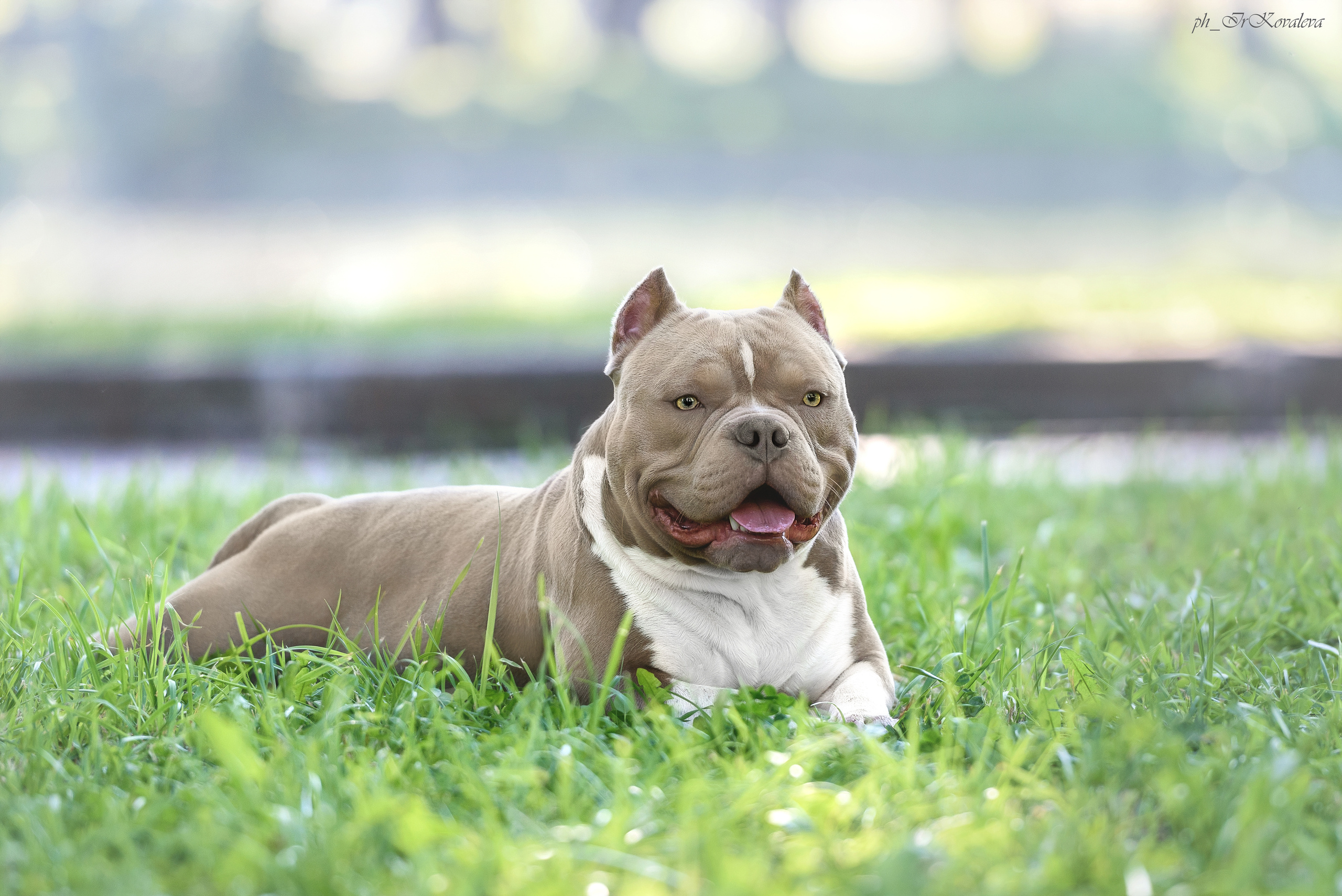 Фотограф анималист в Санкт-Петербурге Ирина Ковалева