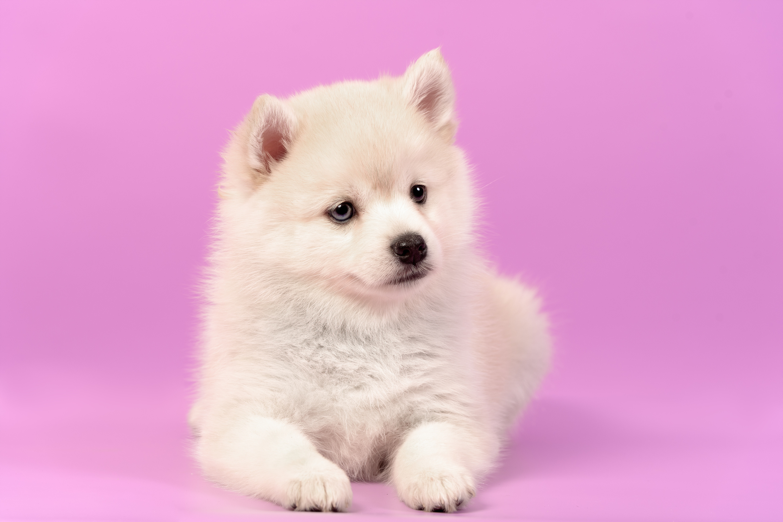 Фотограф анималист в Санкт-Петербурге Ирина Ковалева