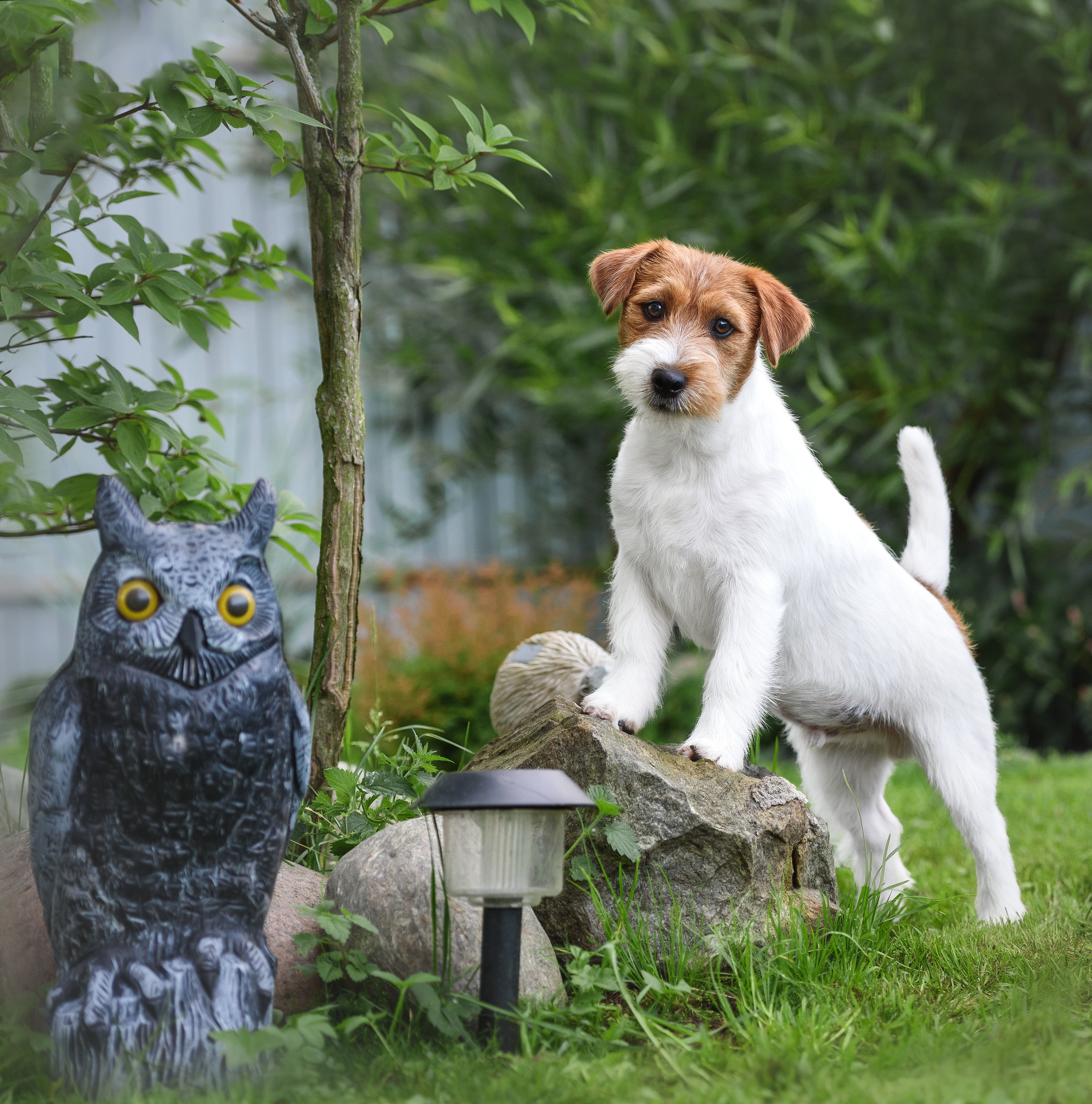 Фотограф анималист в Санкт-Петербурге Ирина Ковалева