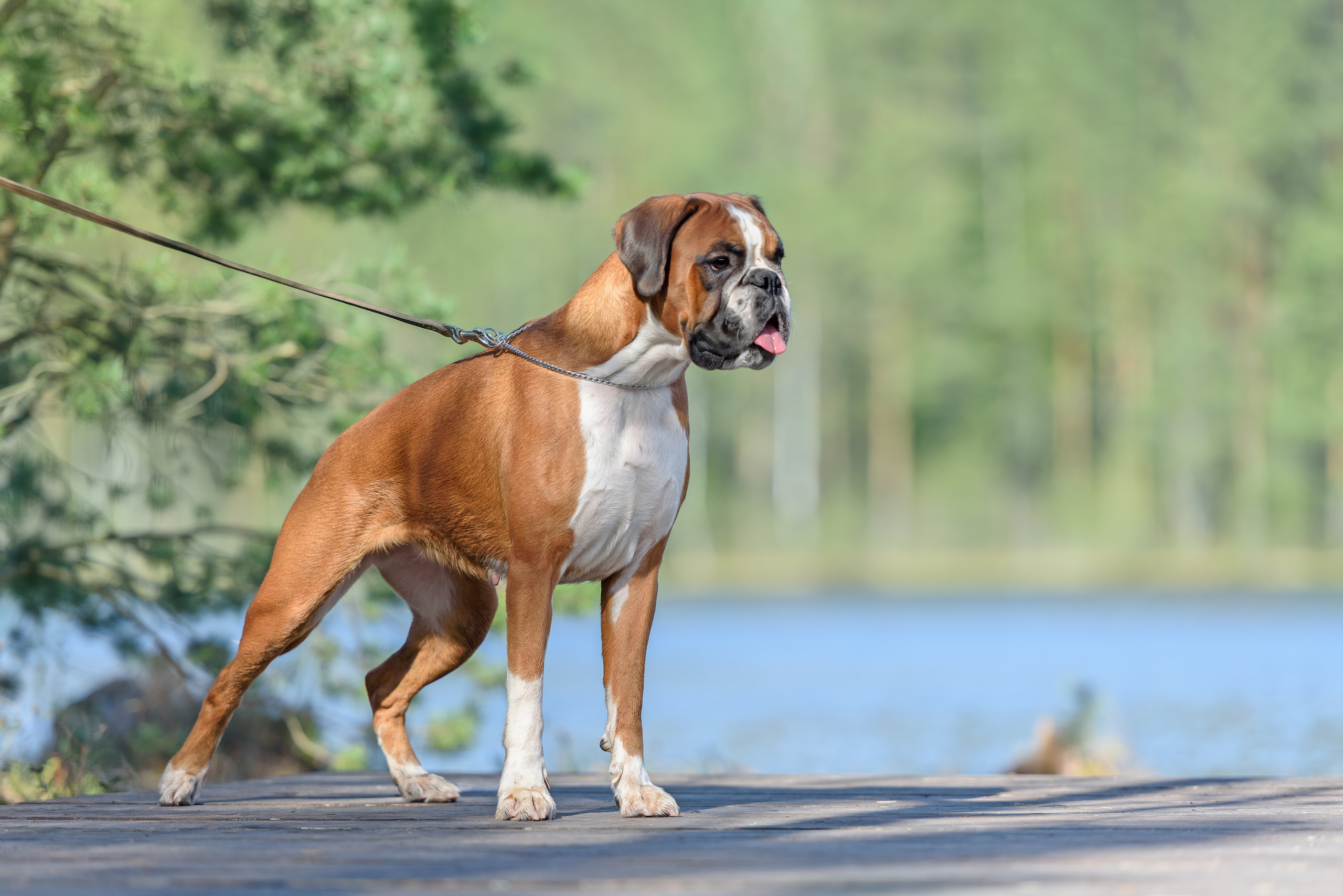 Фотограф анималист в Санкт-Петербурге Ирина Ковалева