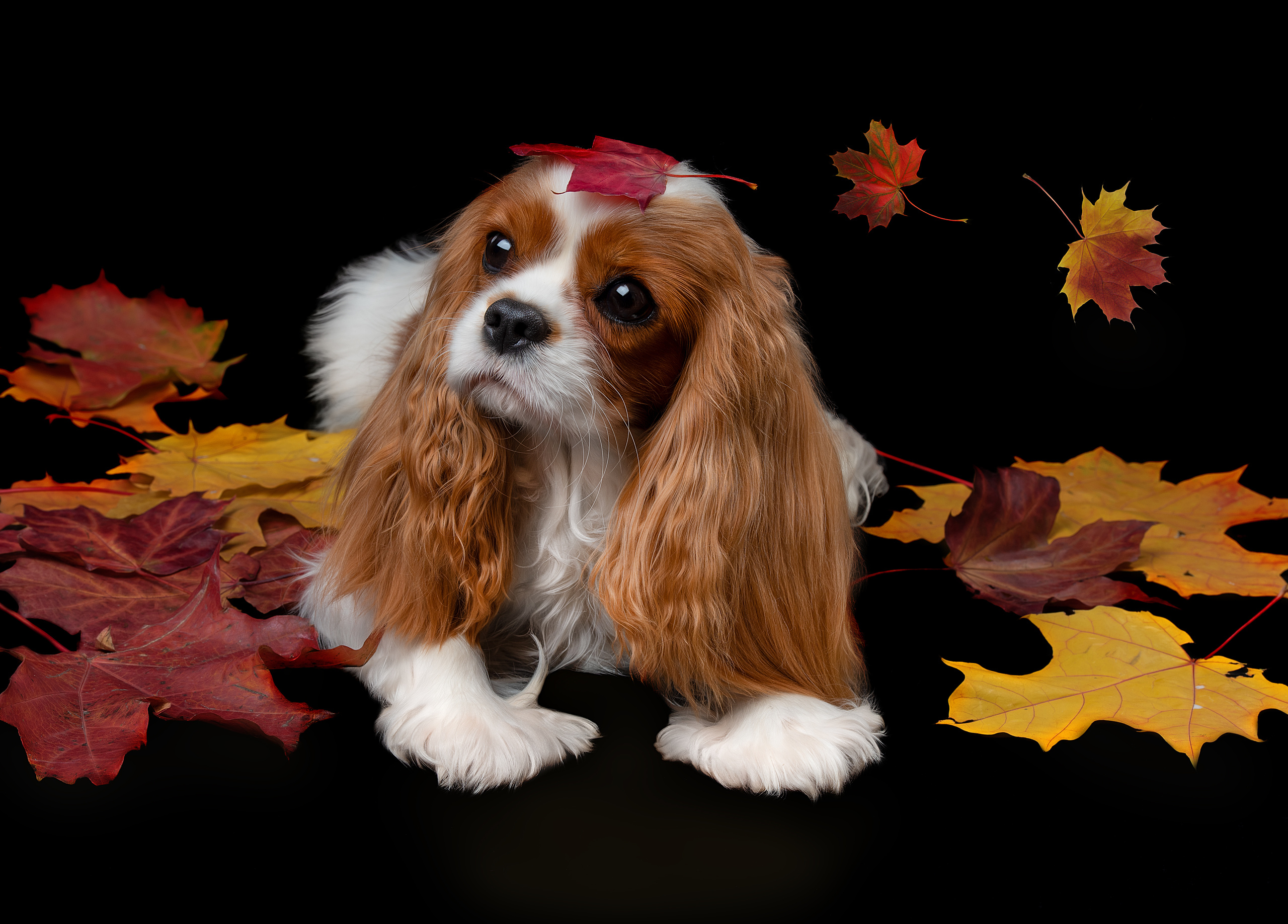 Фотограф анималист в Санкт-Петербурге Ирина Ковалева