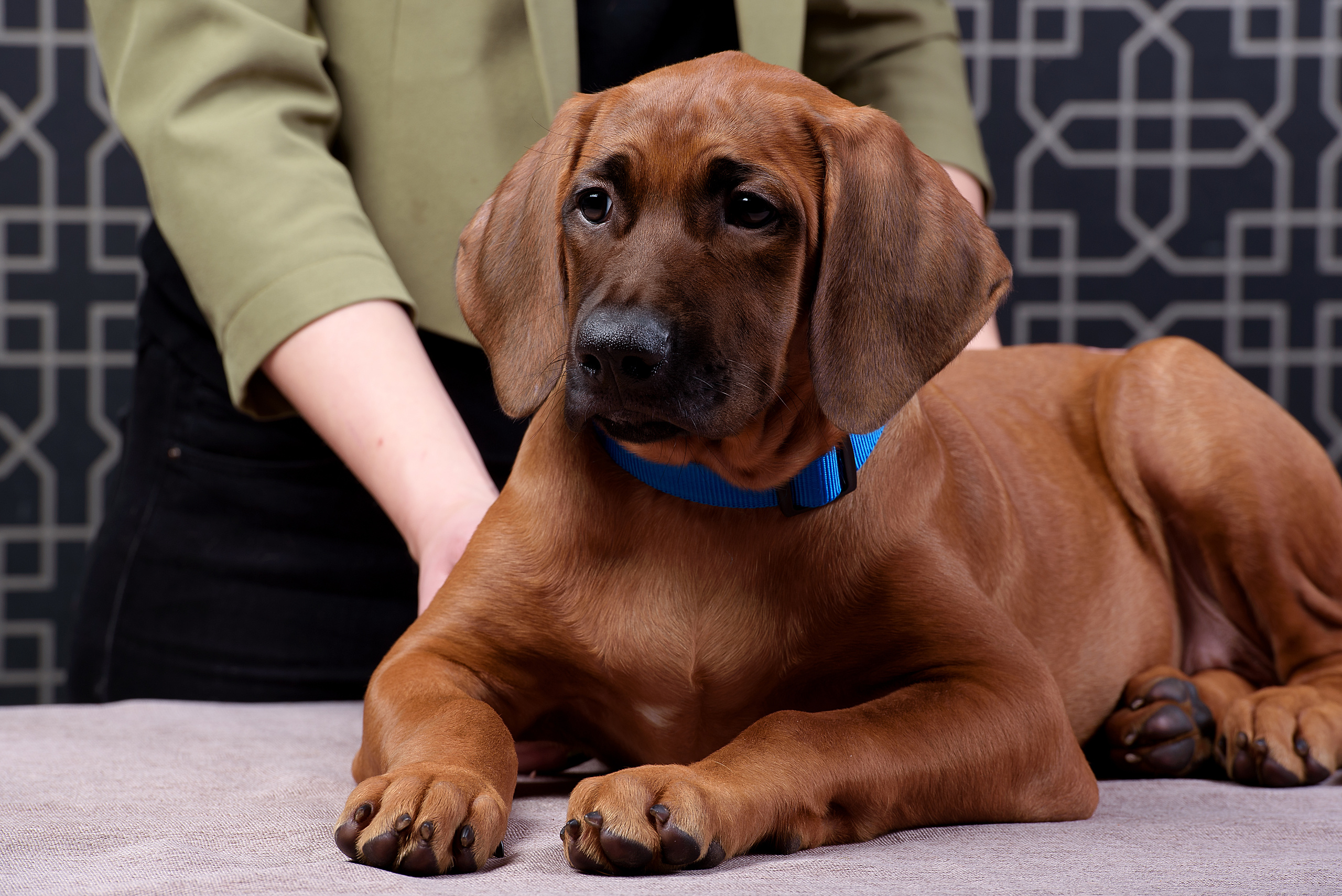 Фотограф анималист в Санкт-Петербурге Ирина Ковалева