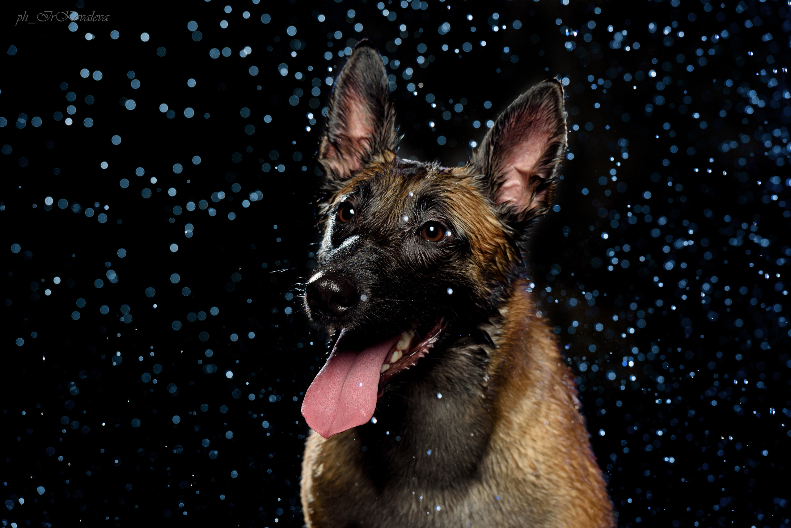 Фотограф анималист в Санкт-Петербурге Ирина Ковалева