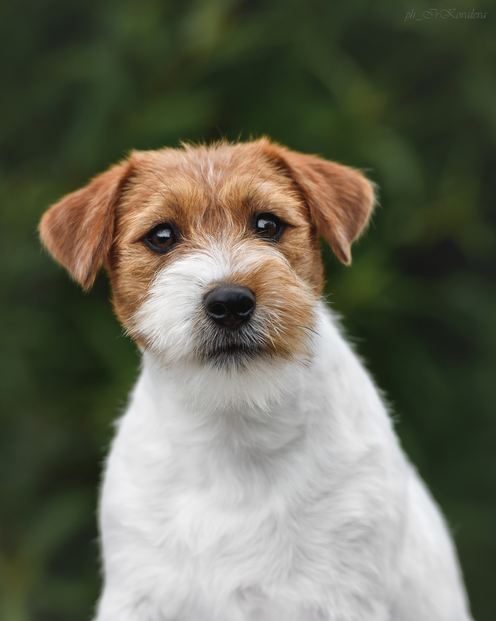 Фотограф анималист в Санкт-Петербурге Ирина Ковалева