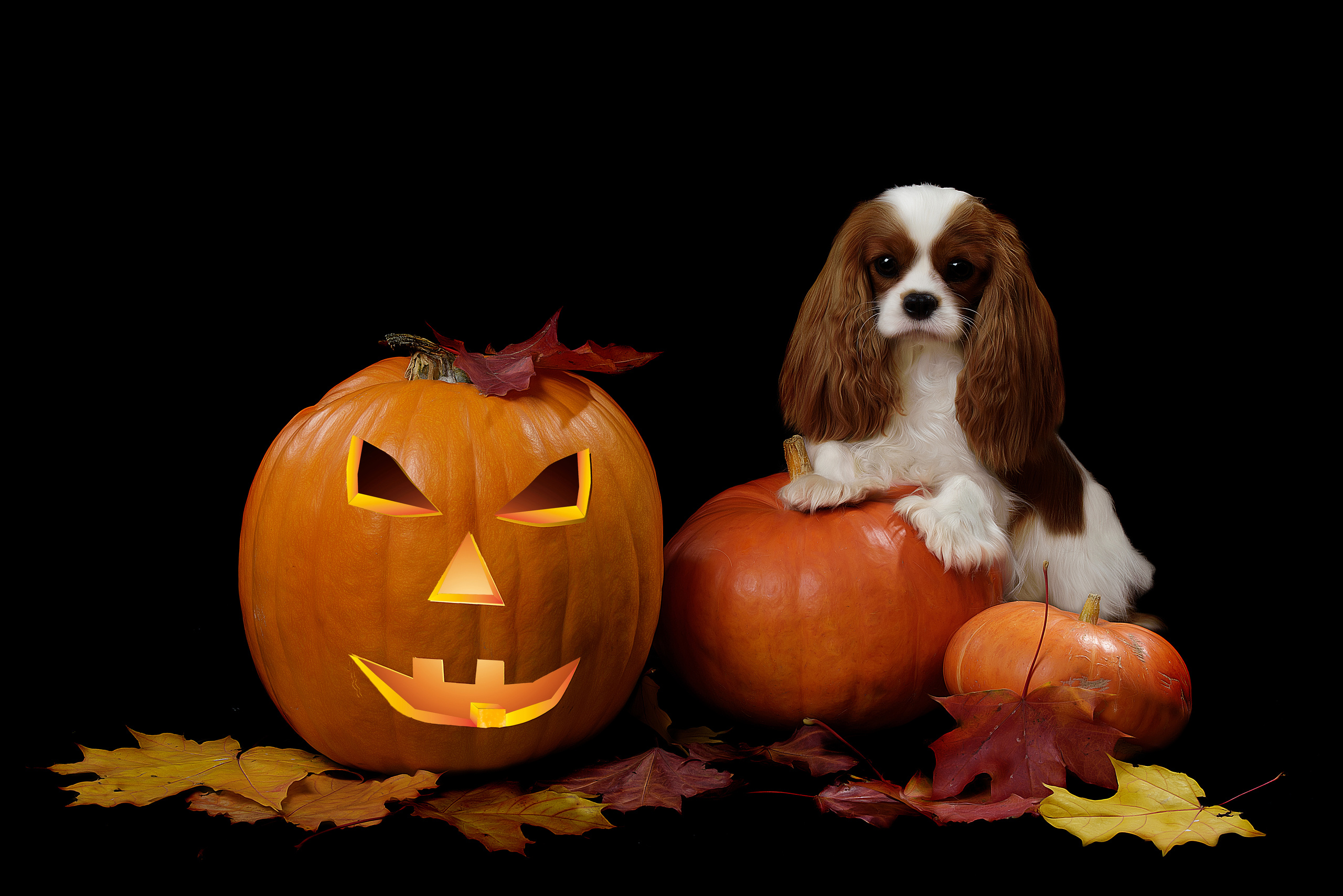 Фотограф анималист в Санкт-Петербурге Ирина Ковалева