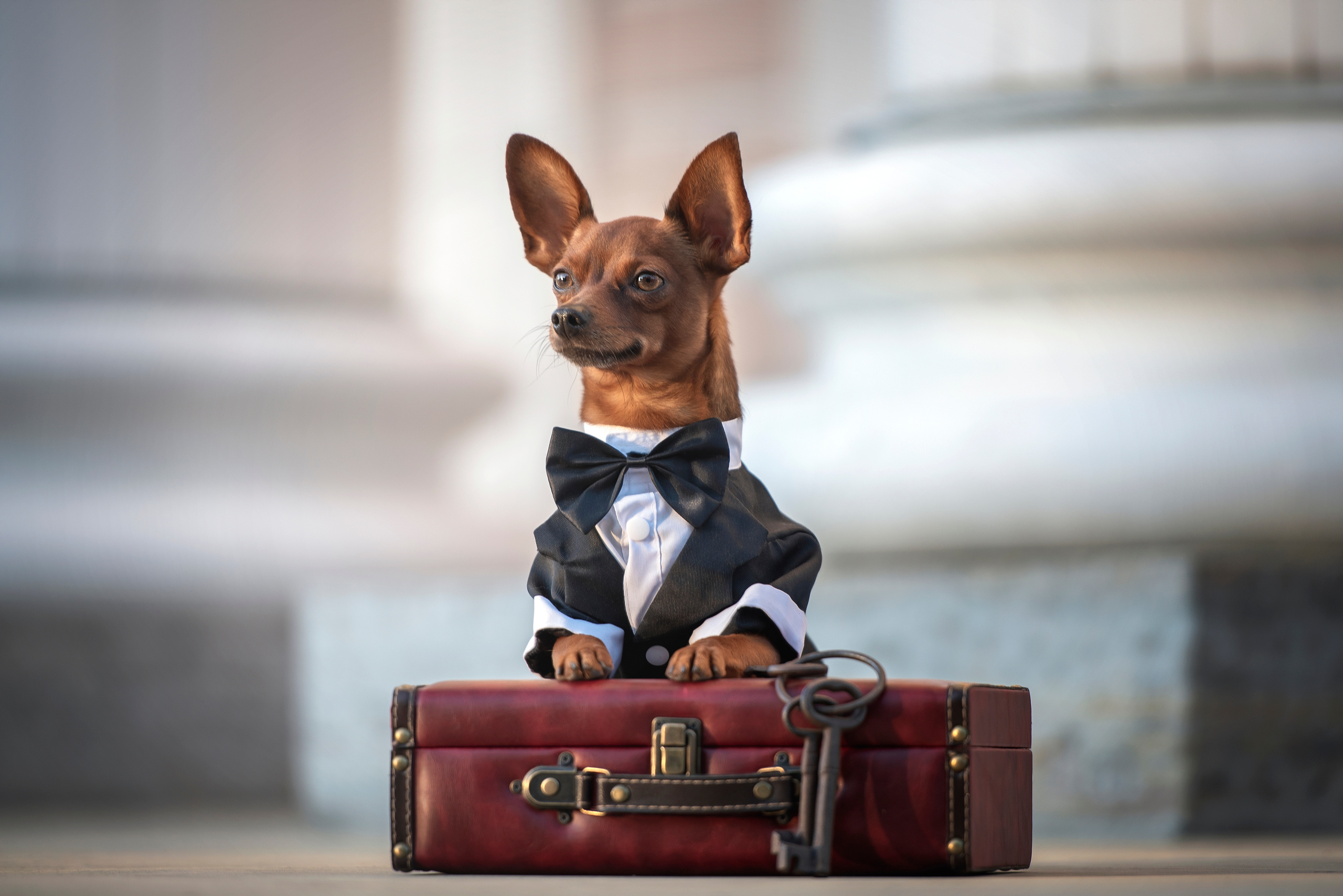 Фотограф анималист в Санкт-Петербурге Ирина Ковалева