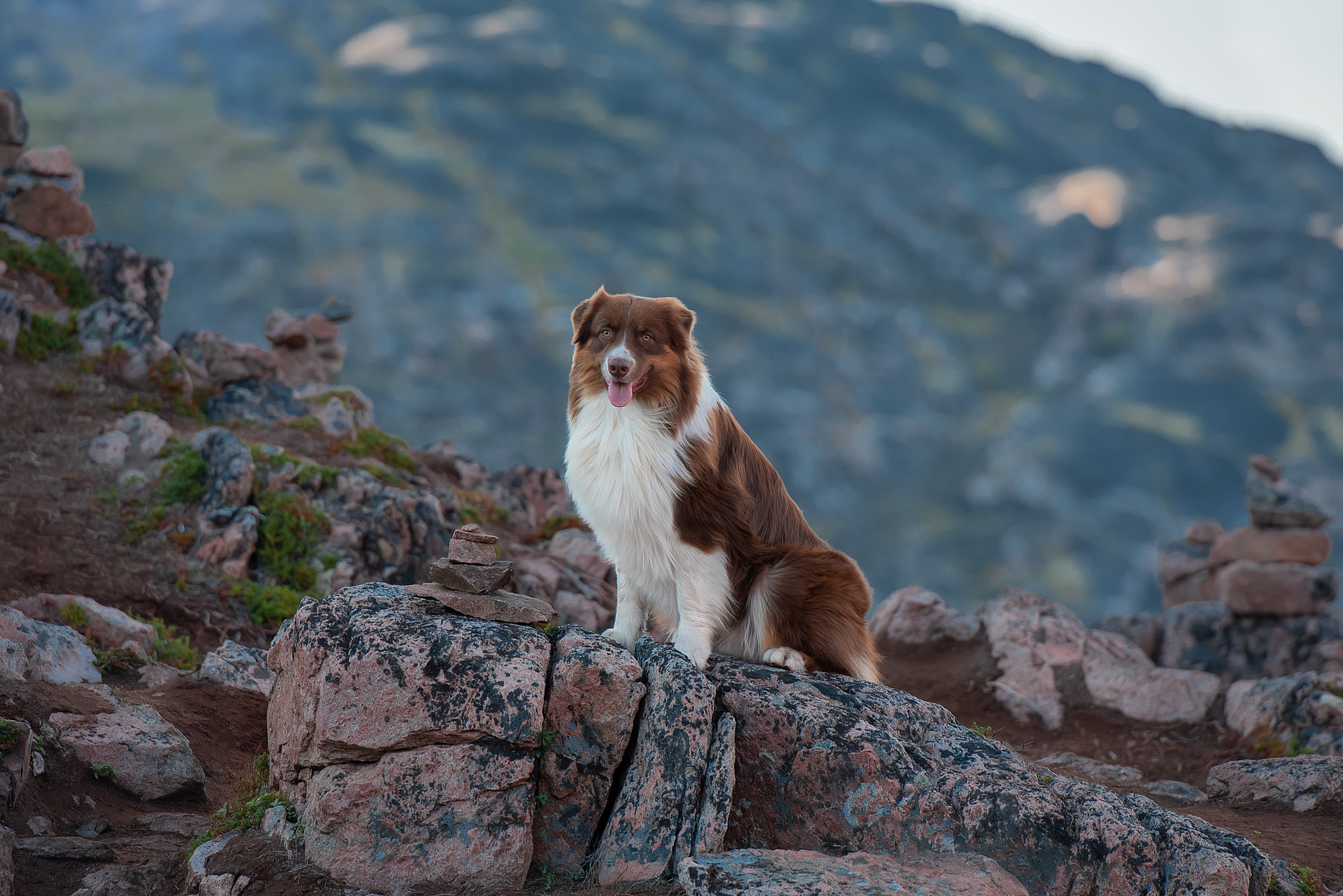 Фотограф анималист в Санкт-Петербурге Ирина Ковалева